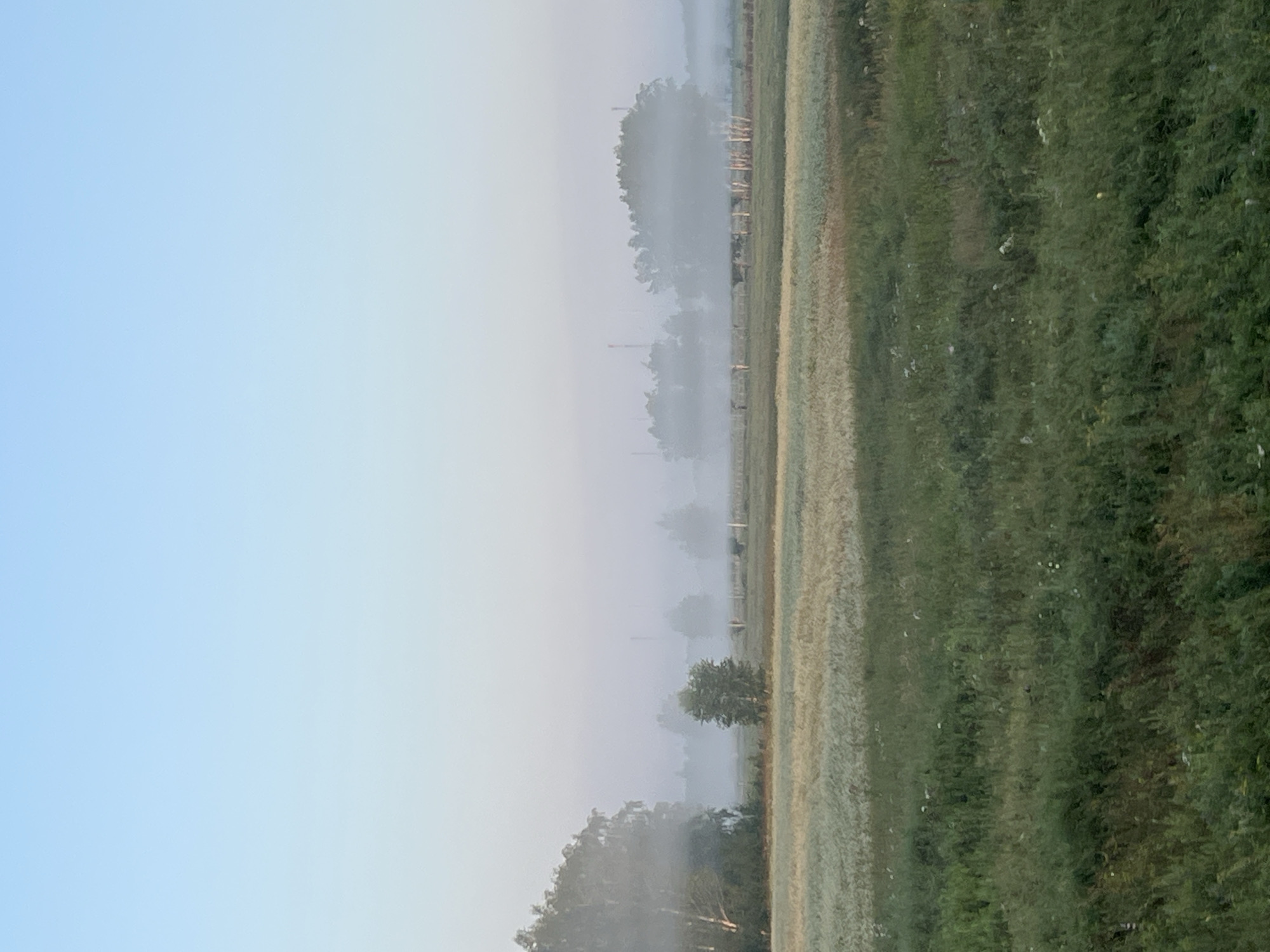The image depicts a foggy morning scene in Yarkovo, Russia. The sky is a pale, clear blue that fades into a lighter hue near the horizon. In the foreground, a field of tall green grass is visible, with scattered white wildflowers. Behind this, a field of lighter-colored vegetation, possibly crops, stretches across the landscape. A line of trees, some appearing to be birch trees with their characteristic white bark, lines the edge of this field. Beyond the trees, a thick fog obscures the background, creating a hazy atmosphere. Two tall, slender industrial structures, possibly smokestacks or towers, are faintly visible through the mist in the far distance. The overall environment suggests a rural or semi-rural setting on a cool, damp morning. There are no people or animals visible in the image.