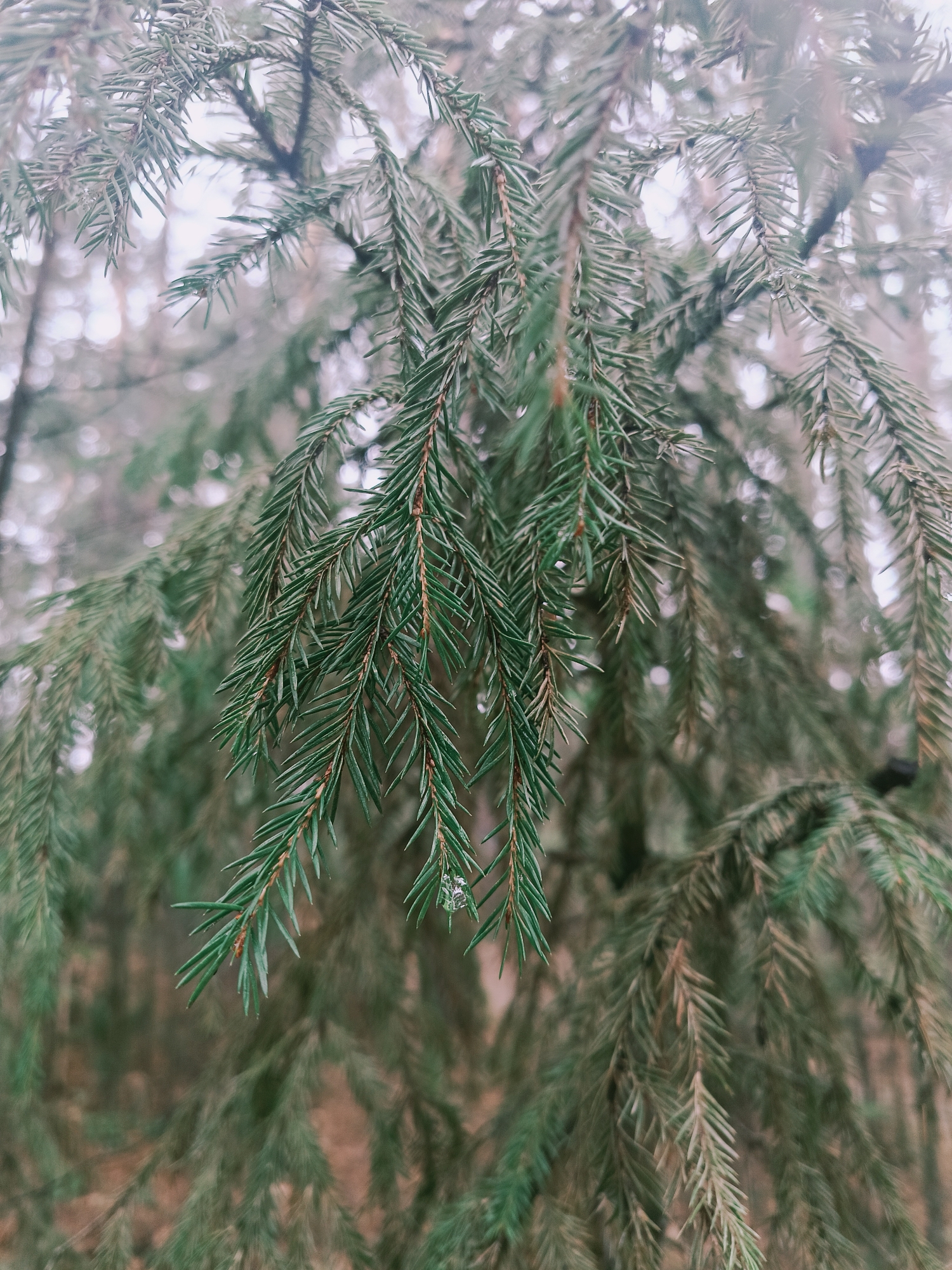 A close-up photograph shows a branch of a coniferous tree. The needles are green and tinged with silver, and some have droplets of water clinging to them. The background is a blurred forest scene. The location is Chaikovsky, Russia.