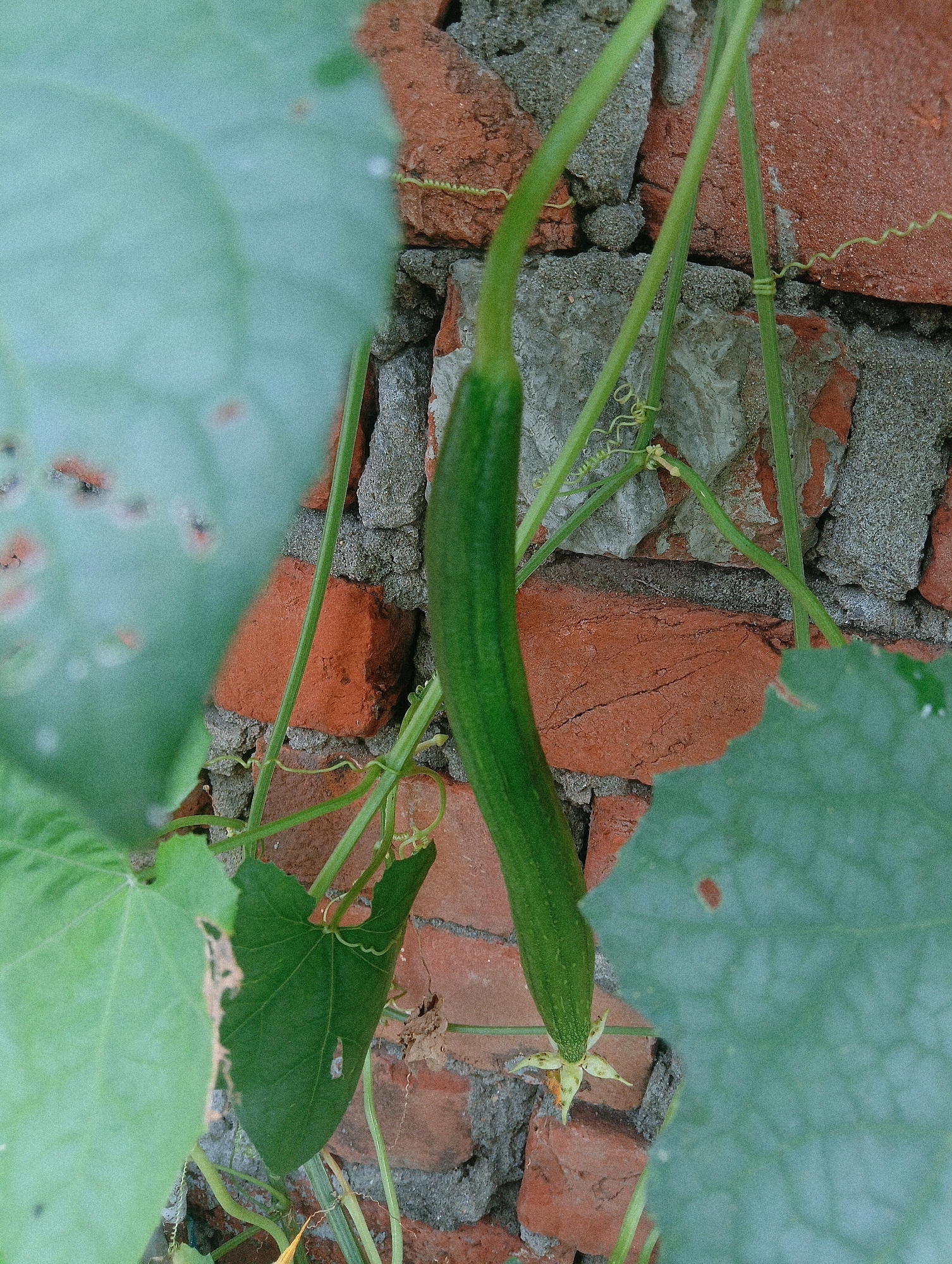 A close-up, vertical, medium shot captures a young, green gourd hanging from its vine, set against a textured background of reddish-brown bricks and grey mortar. The gourd, elongated and ribbed, tapers slightly towards the bottom where a small, star-shaped calyx with hints of yellow and brown is visible. Several thin, green vines with delicate, coiled tendrils weave their way through the scene, some wrapping around themselves and others reaching towards the brickwork. Large, light-green leaves, some slightly blurred with a few reddish-brown spots, frame the central subject, adding depth and a sense of organic growth. The overall impression is one of natural cultivation, perhaps in a garden or backyard, with the rough, aged brick wall providing a stark contrast to the vibrant green of the plant. The image does not contain any people or explicit indications of an urban or specific location within Chahania, India.
