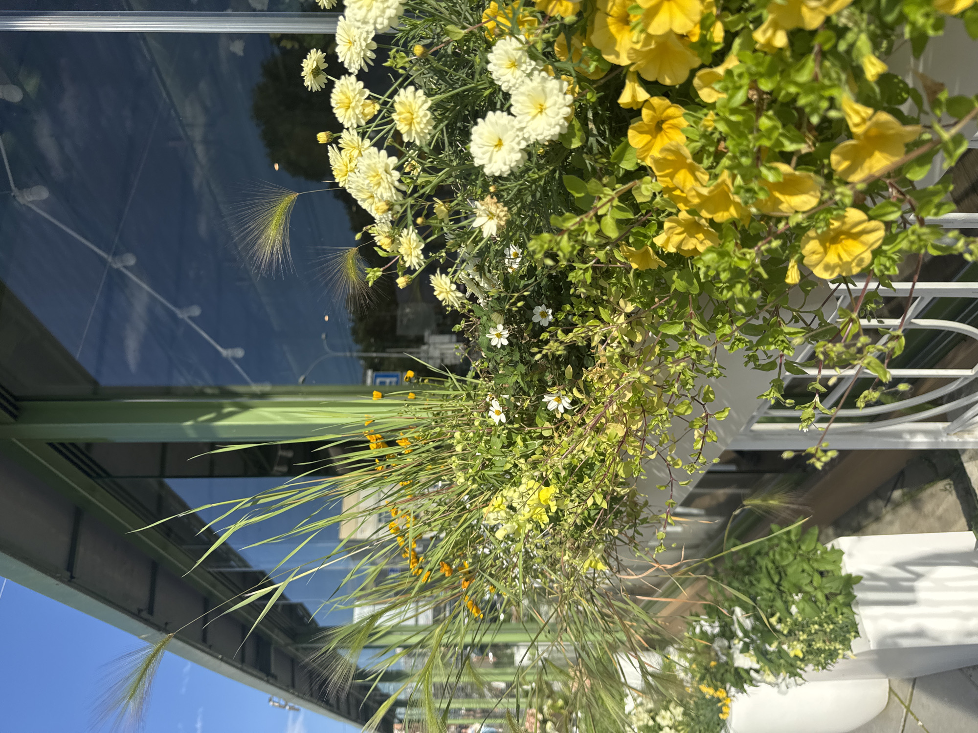 The media file shows a vertical shot of a planter box filled with various flowers and grasses. The planter is positioned in front of a reflective surface, likely a building facade with large windows. The flowers include yellow petunias and white chrysanthemums, interspersed with green foliage and blades of grass that extend beyond the planter. A few small yellow flowers and delicate white blossoms are also visible. The reflective surface shows a blurred background with hints of trees and possibly a street. The scene appears to be outdoors, with bright sunlight suggesting daytime. The overall impression is one of a well-maintained urban green space or decorative planting. The orientation of the image is rotated 90 degrees clockwise. No people are visible, and no text is discernible. Given the location context of Yekaterinburg, Russia, this could be a public space, a business, or a residential area.