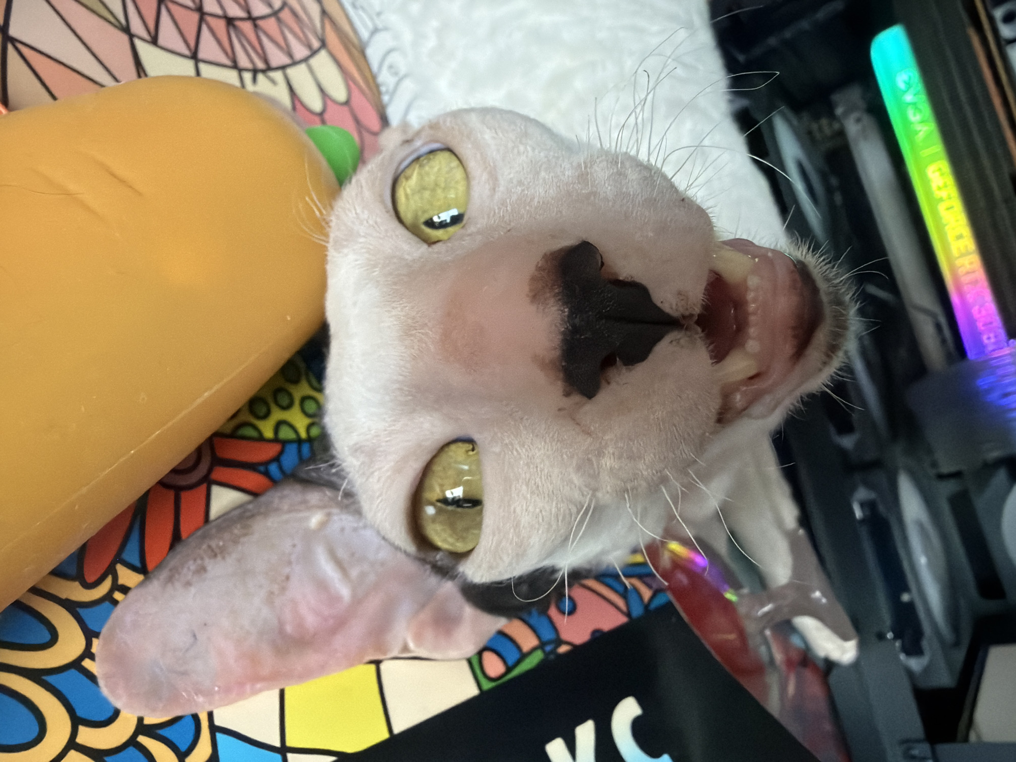 An upside-down, close-up, eye-level shot shows the face of a hairless cat with striking yellow eyes, its mouth agape revealing sharp teeth. The cat's pink nose has dark markings, and its whiskers fan out. The background is a colorful, abstract pattern and the underside of a computer, featuring a luminous RGB light strip. The scene appears to be indoors. The specific location in Yekaterinburg, Russia, cannot be determined from the visual information provided.