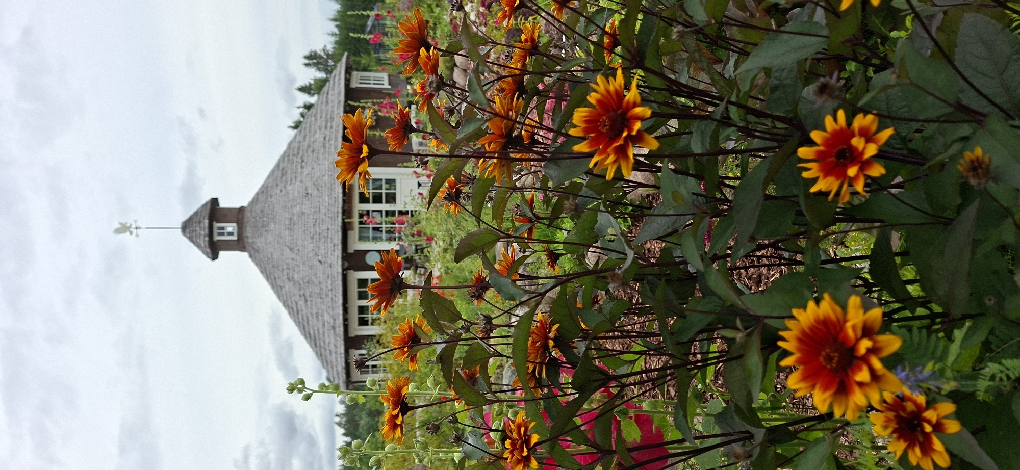 The image depicts a close-up view of vibrant orange and yellow flowers in the foreground, with a building in the background. The flowers are in full bloom, with their petals unfurled, and some are facing towards the camera. Their dark stems and leaves create a contrast with the bright colors of the blooms.
Behind the flowers, a building with a distinctive, steeply pitched, shingled roof is visible. The building appears to be made of dark wood, and it has several windows, some with multiple panes. A small dormer window is present near the peak of the roof, and a weather vane with a bird figure sits atop it. The building is nestled amongst lush greenery, suggesting a garden setting. The overall scene evokes a sense of natural beauty and tranquility. The lighting suggests it is daytime, and the cloudy sky implies potentially overcast weather. The location is identified as Pihali, Estonia. There is no visible text in the image.