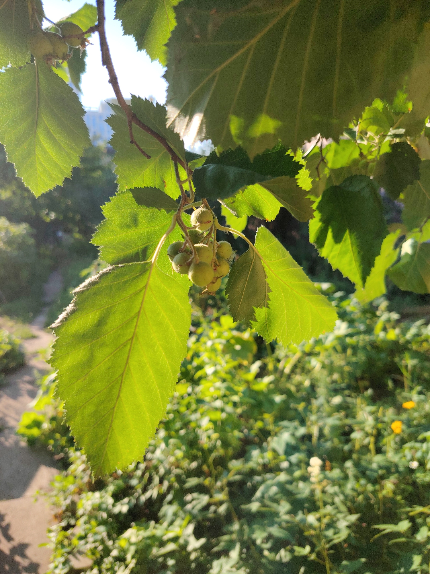 A close-up, eye-level shot captures a cluster of small, green, unripe fruits hanging from a branch with serrated green leaves in the foreground. The leaves are illuminated by sunlight, revealing intricate vein patterns and a fuzzy texture along their edges. In the background, a blurred urban landscape with buildings is visible against a bright sky. The lower part of the image shows a path leading into a dense, sun-dappled garden filled with lush green foliage and a few yellow and white flowers. The scene is set in Astana, Kazakhstan.