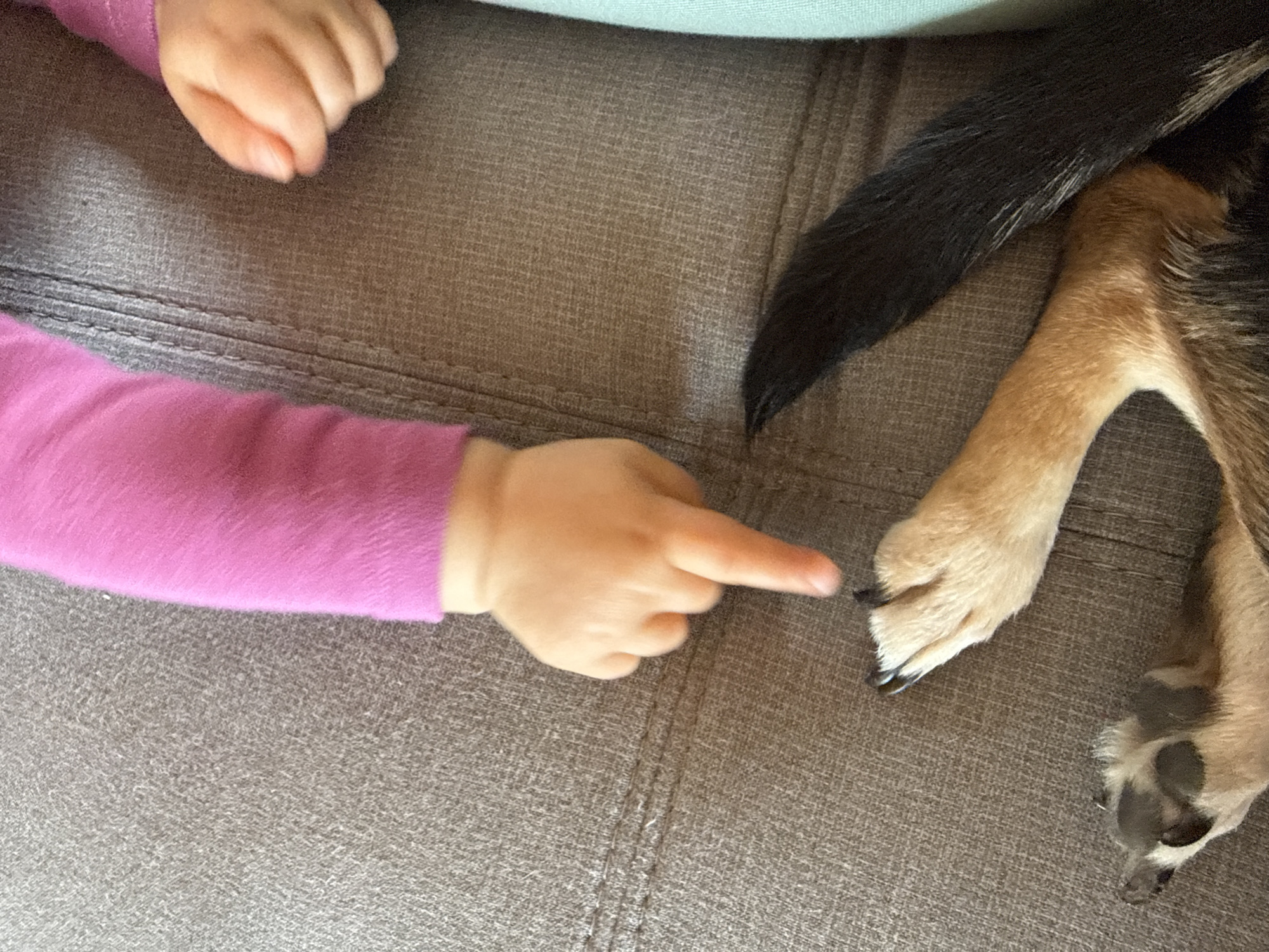 A top-down shot reveals a scene on a gray upholstered surface, likely a couch. A child's left hand and forearm, clothed in a pink long-sleeved shirt, are prominently displayed. The child's index finger is extended and pointing towards a dog's paw and tail. The dog's fur is primarily tan on the paw and black on the tail, but also includes tan fur near the tail. The child's hand and the dog's paw are close together, creating a focal point. The background is a soft, out-of-focus expanse of the same gray upholstery. There are no immediate indicators of the location of Sofia, Bulgaria.