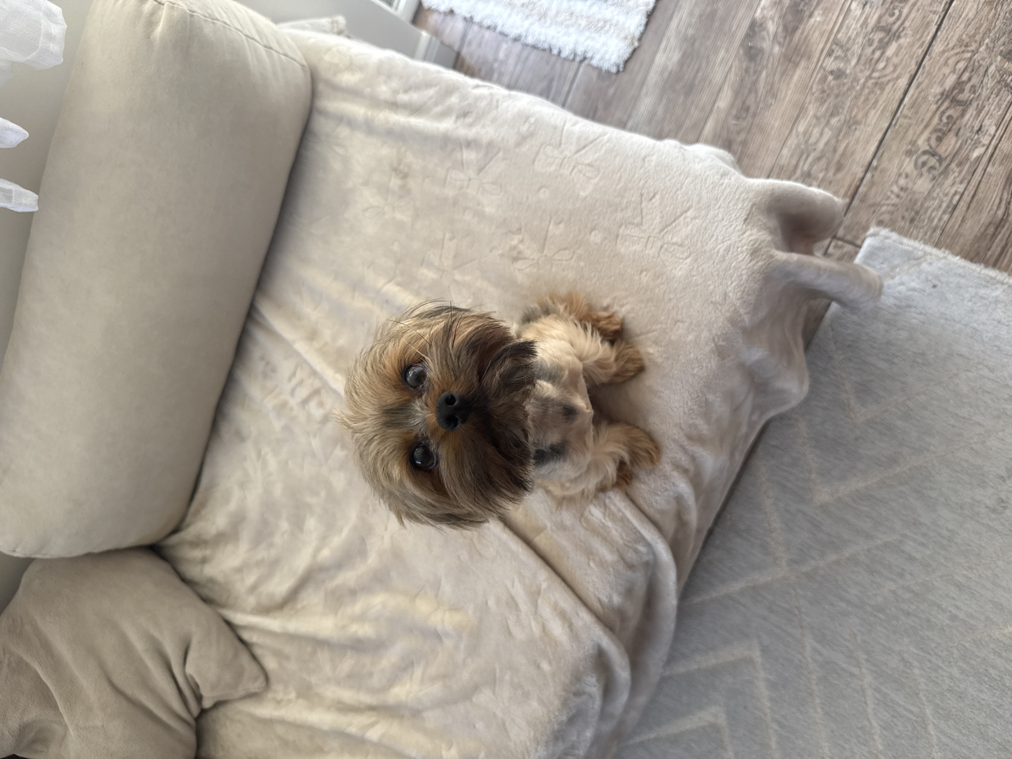 A small brown and tan Yorkshire Terrier-type dog is sitting on a beige, plush dog bed. The dog is looking directly at the camera. The dog bed has a raised pillow section on one side. The dog bed is resting on a light gray rug, which is partially covering a wooden floor. A white rug can be seen in the background. The location is unknown and cannot be determined to be Elhovo, Bulgaria.