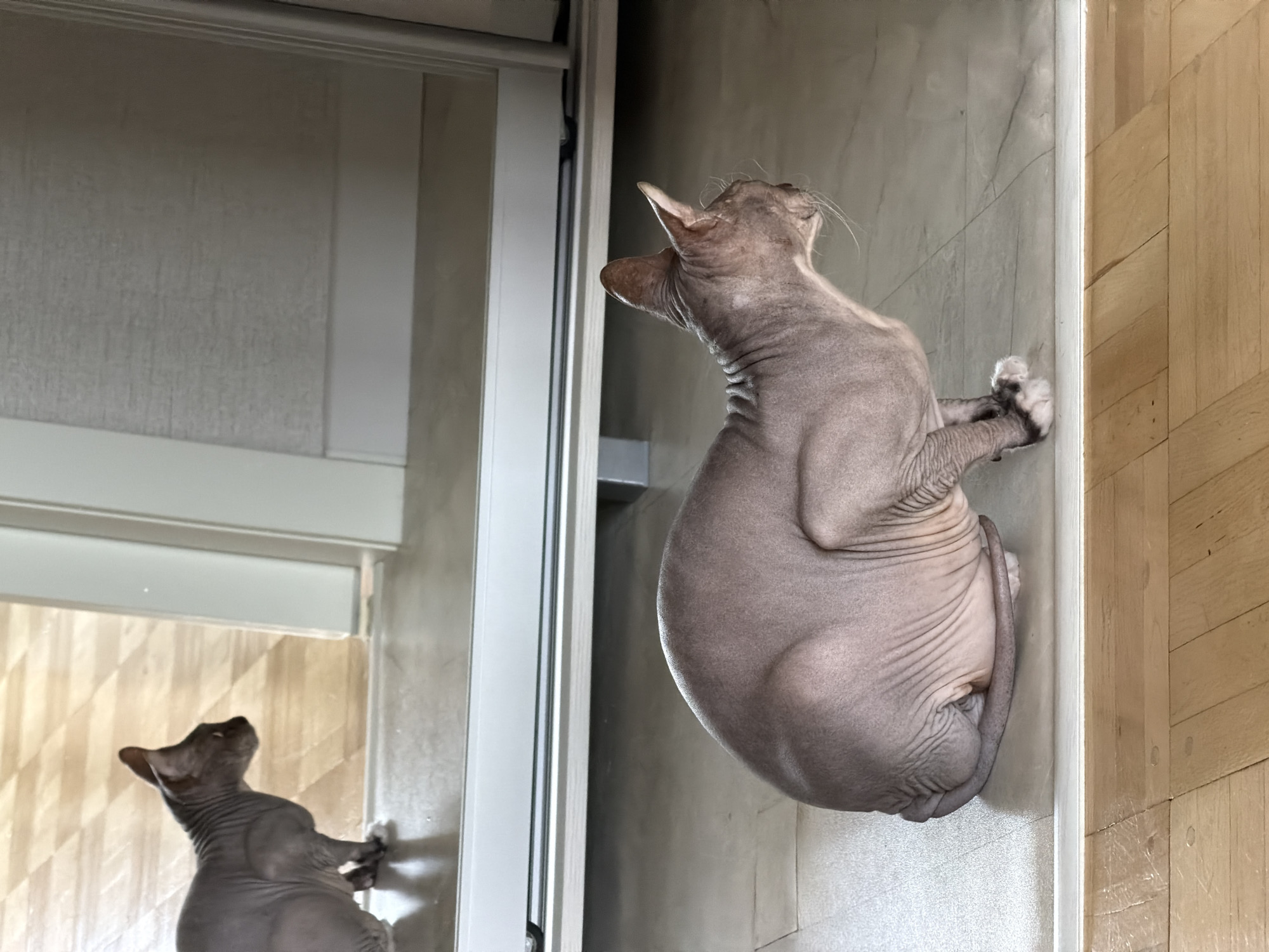 A hairless cat, likely a Sphynx, is crouched on a light-colored tiled floor, facing to the right. The cat's skin is wrinkled and appears to be a grayish-pink color. Its tail is curled around its body, and its paws are visible. The cat is positioned in front of what appears to be a large mirror or glass partition, which reflects another hairless cat in the background. The reflected cat is also facing to the right and is positioned further back in the reflected space. The background of the reflected image shows a patterned floor with light and dark squares. The environment appears to be indoors, with a clean and well-lit space. No specific landmarks or elements clearly indicating the city of Izhevsk, Russia are present in the image.