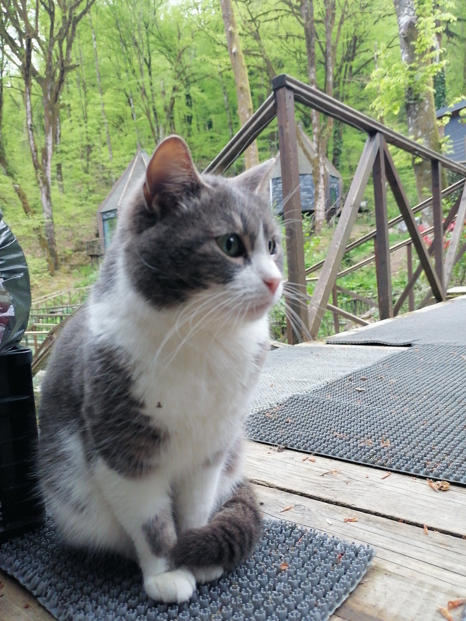 A fluffy, medium-sized cat with grey and white fur is the central subject of the image, seated calmly on an outdoor mat on a wooden deck. The cat has vibrant green eyes and a pink nose, with prominent white whiskers extending from its muzzle. Its body features a white chest, belly, and paws, contrasting with patches of grey on its head, back, and tail. The cat is facing and looking intently towards the right side of the frame.
The cat is positioned on a grey, textured rubber mat that covers part of a light-colored wooden deck or walkway. In the mid-ground and background, a lush and vibrant green forest dominates, indicating either spring or early summer with full foliage. Tall trees with visible bark stand throughout the wooded area. Partially visible through the trees and behind a rustic wooden railing or bridge structure are two small, dark-roofed buildings, possibly cabins or treehouses, suggesting a remote or natural dwelling.
The scene is illuminated by bright, natural daylight, indicating clear weather, likely during the morning or afternoon. The overall atmosphere is tranquil and natural. The setting, characterized by dense forest and rustic structures, is consistent with the provided location context of Medoveevka, Russia. There is no visible text in the image.
