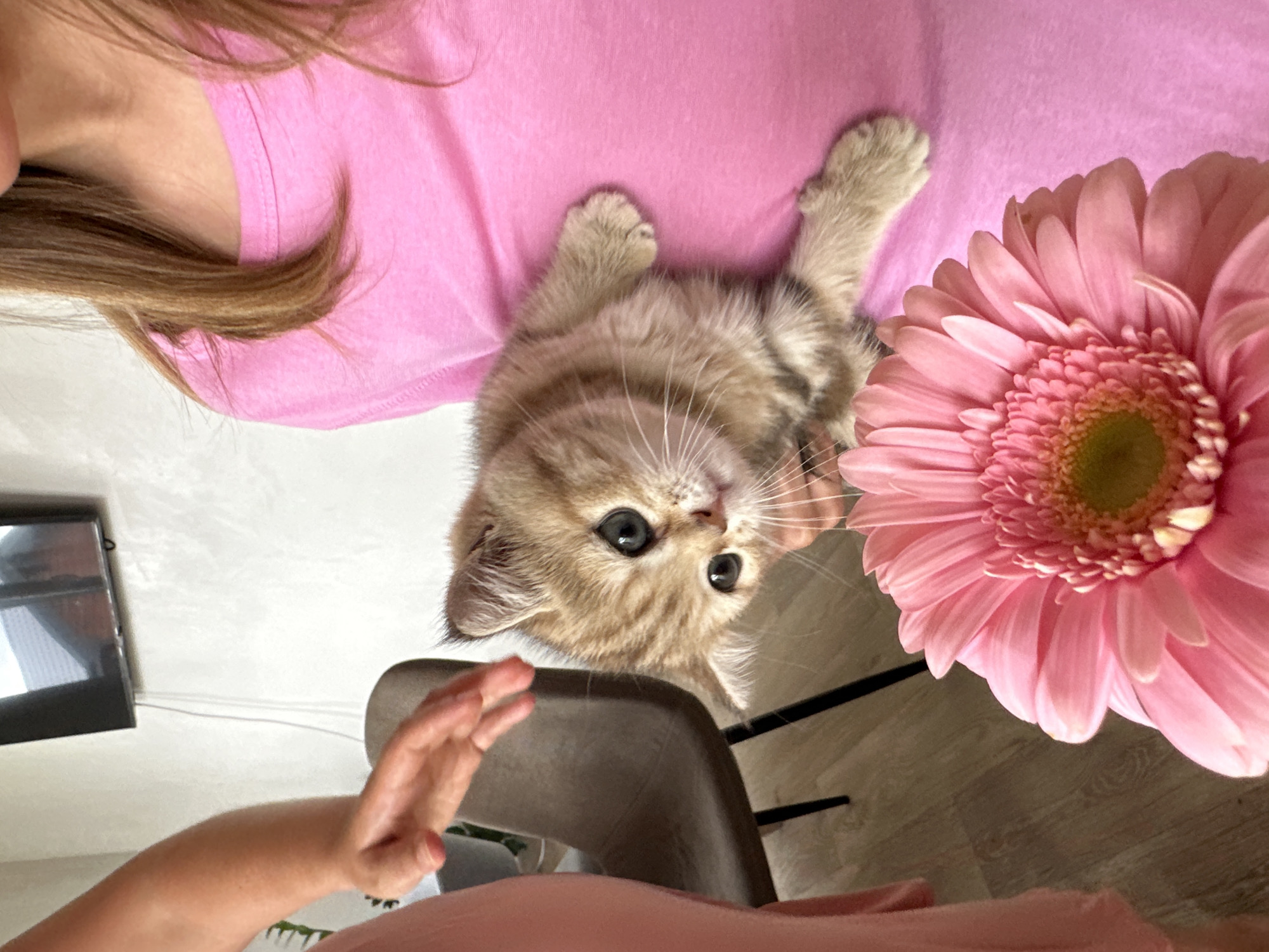 A young tabby kitten with large, blue-green eyes is held against a person wearing a bright pink t-shirt. The kitten is looking towards the camera, with its head tilted. A large pink gerbera daisy is positioned in the foreground, partially obscuring the kitten. To the left of the frame, another person's arm, wearing a pink garment, is reaching out towards the kitten. In the background, a dark chair and a television mounted on a white wall are visible. The flooring appears to be wood. The scene suggests a casual indoor setting. There is no indication of the city of Mokino, Russia in the image.
