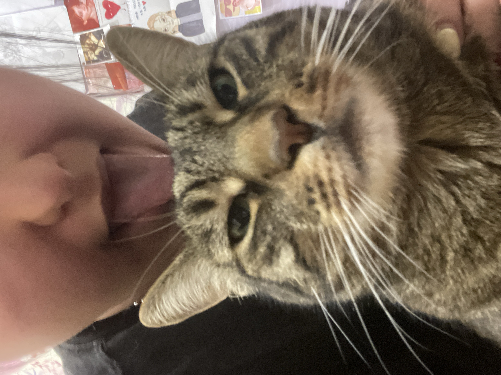 A close-up, eye-level, selfie-style shot features a tabby cat in the foreground, with its face filling most of the frame. The cat's green eyes are looking forward, and its mouth is slightly open. A human face is visible in the upper portion of the frame, with a tongue extended towards the cat. The background appears to be an indoor setting, with what looks like a wall decorated with several small pictures and cards. There is no discernible indication of the specific location within the city of ЖК «Борисоглебское», Russia.