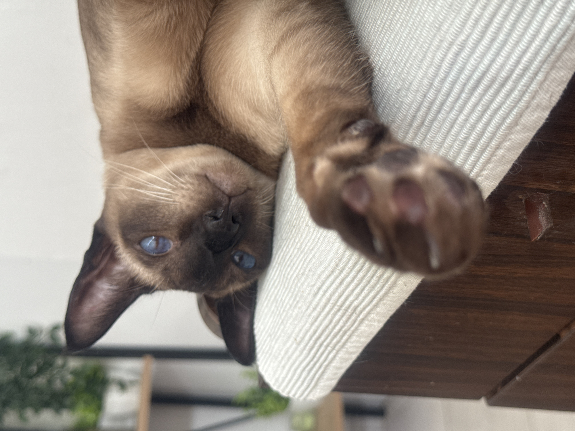 A brown Siamese cat with striking blue eyes is resting on a textured white surface, possibly a cushion or fabric. The cat is lying on its side, with its head turned towards the viewer. One of its front paws is extended forward, resting near the edge of the surface. The background is blurred, but appears to be an indoor setting with hints of greenery, possibly plants on a shelf. The overall impression is one of relaxation and comfort.