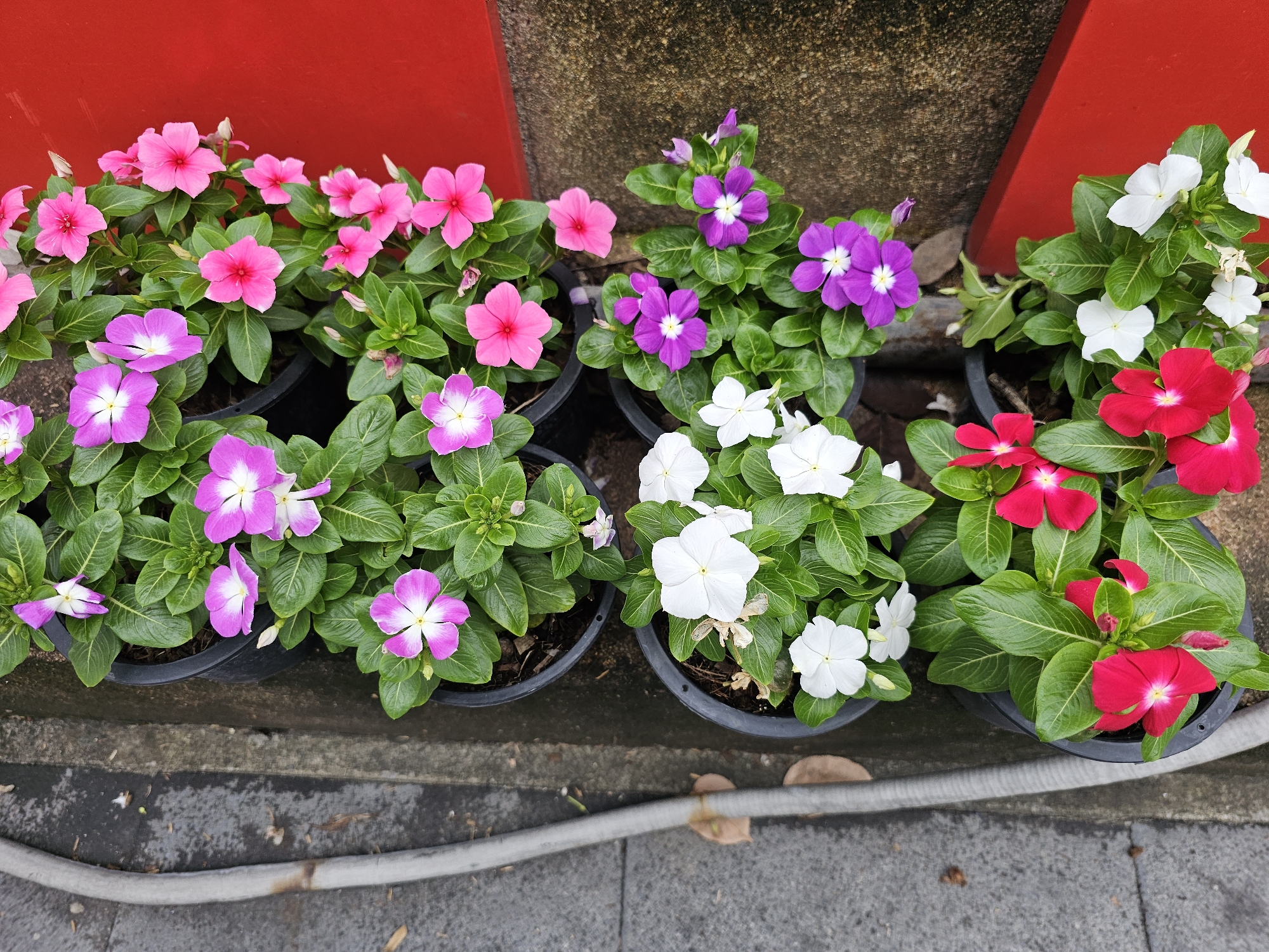 The image shows several potted vinca flowers in various colors, including pink, white, purple, and red, arranged in a line. The pots are black plastic and are placed on a grey concrete surface next to a textured red surface. A grey flexible hose or cable is visible along the left side of the image, running parallel to the pots. The scene appears to be outdoors, likely on a sidewalk or pathway in a city. Given the context of a city in Thailand, this could be a common sight in Bangkok, where potted plants are often used for decoration along streets and public areas. There are no people or animals present in the image.