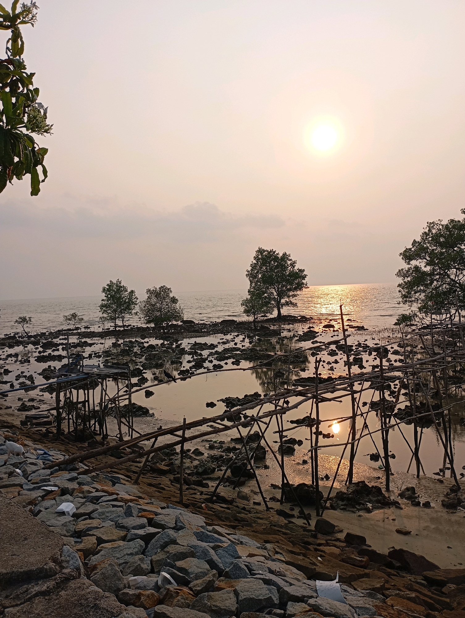 An image depicts a serene sunset scene at a coastal area, likely near Tanjung Balai Karimun, Indonesia. The sun, a bright orb, hangs low in the pale sky, casting a warm, golden glow across the water and the scene. The water is calm, reflecting the light and the silhouettes of trees and man-made structures.
The foreground is dominated by a rocky shoreline, with large, irregularly shaped stones forming a natural barrier. Scattered amongst the rocks are pieces of white debris, possibly plastic waste. Beyond the rocks, the shallow water teems with dark, submerged rocks and exposed patches of sand, indicative of a low tide.
Several trees, with lush green foliage, are strategically placed in the water, their roots exposed. These appear to be mangrove trees, common in coastal regions. Their reflections are visible in the water.
Man-made structures, appearing to be rudimentary wooden piers or platforms, are partially submerged in the water. These are constructed from bamboo and logs, with a weathered, rustic appearance. The skeletal framework of these structures creates a lattice-like pattern against the water and sky.
The overall atmosphere is tranquil and picturesque, with the natural beauty of the coastal environment contrasted by the presence of man-made elements and environmental concerns like litter. The low tide reveals the seabed, and the setting sun paints the sky and water with a soft, diffused light.