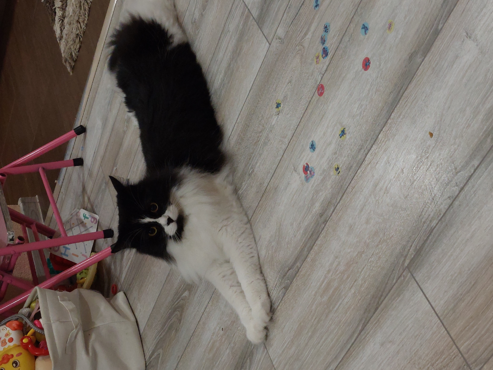 A black and white long-haired cat is lying on a light-colored laminate floor. The cat is positioned in the center of the frame, facing the camera with its front paws extended. Its fur is fluffy, particularly around its neck and tail. The cat has yellow eyes and black markings on its face, including a distinctive pattern around its nose and eyes. Scattered on the floor around the cat are several small, colorful stickers, some featuring cartoon characters. In the upper left corner of the image, a white fabric bin filled with toys is visible, along with parts of a pink metal chair. The background shows a transition to a darker wooden floor and a small section of a textured rug. There is no indication of the location being in the city of Plovdiv, Bulgaria.