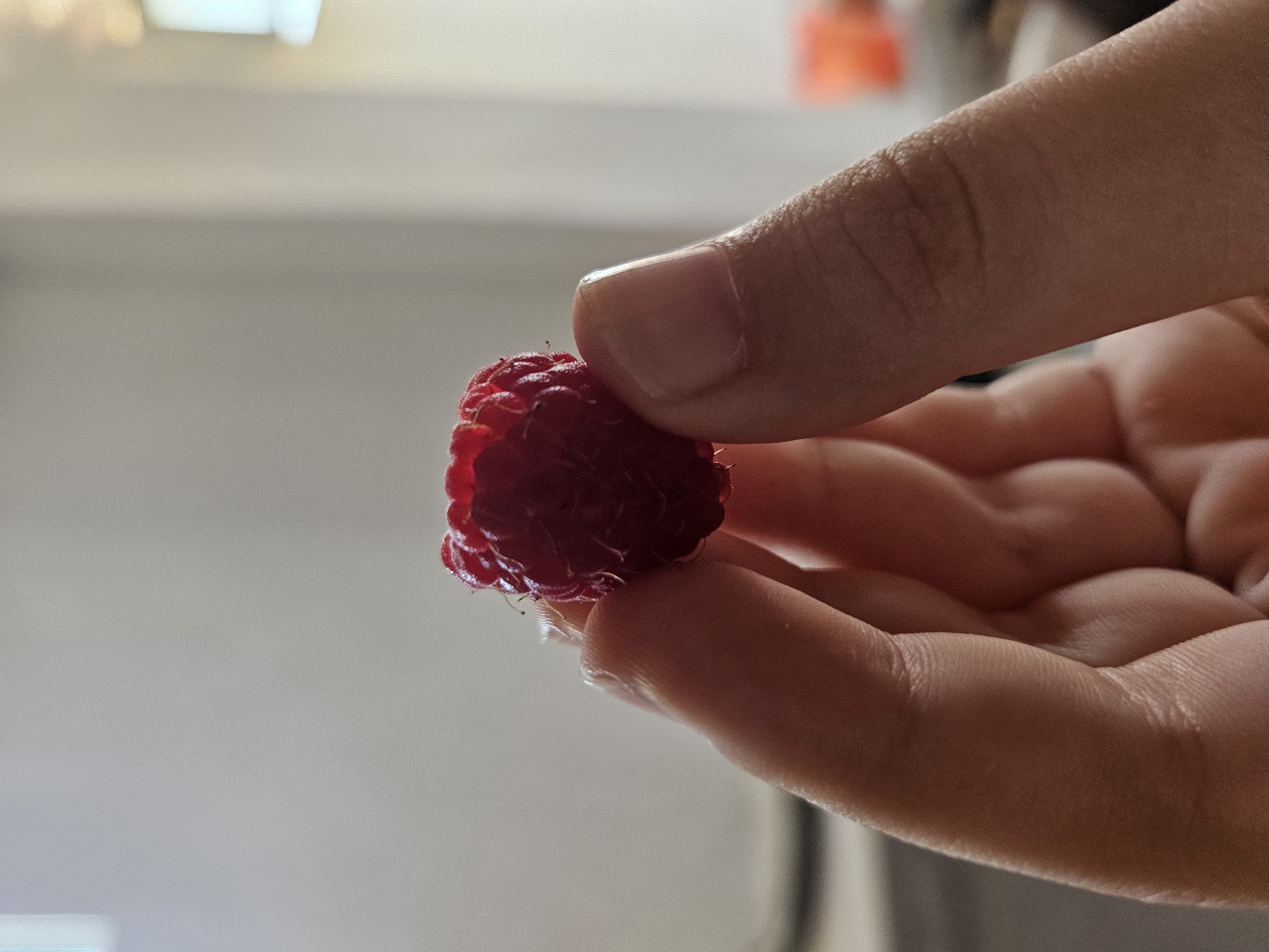 A close-up, horizontal shot shows a person's hands holding a single, ripe raspberry. The raspberry is deep red, with visible drupelets and a slightly indented top. The fingers are positioned on either side of the berry, gently supporting it. The background is out of focus, with soft, diffused light. The overall impression is one of simple enjoyment and appreciation of a fresh fruit. The scene appears to be indoors, with a plain, light-colored wall and a hint of natural light coming from a window or opening on the right side. There is no discernible city or specific location information.