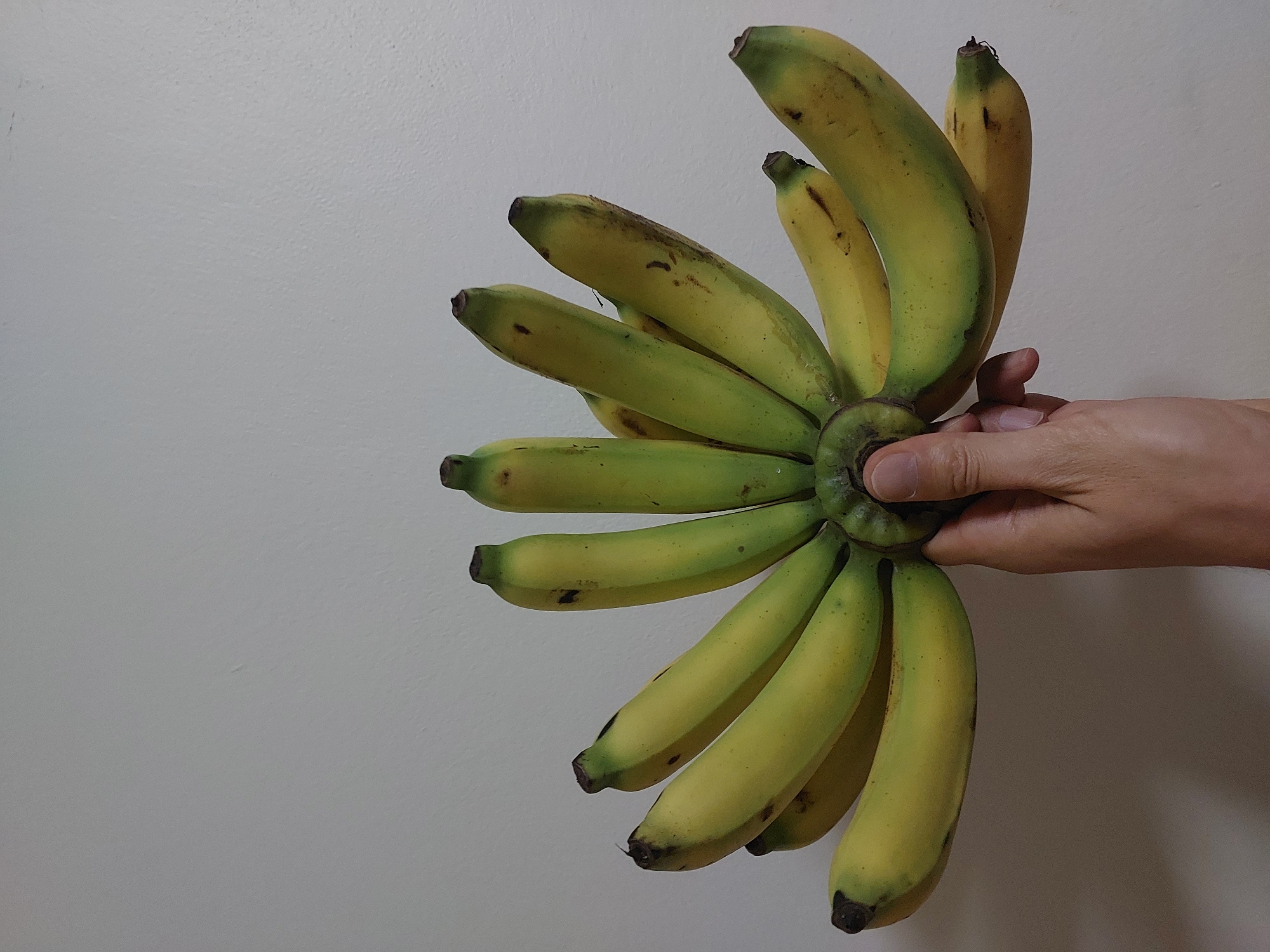 A bunch of green and yellow bananas is held by a person's hand against a plain white wall. The bananas are arranged in a fan shape, with some green at the tops and yellowing towards the tips. The hand is partially visible at the bottom of the frame, holding the central stem of the banana bunch. The background is a light gray, textured wall, suggesting an indoor setting. The lighting appears to be from the front, casting soft shadows. The scene is devoid of any specific location markers that would indicate Baan Mae Nam, Thailand.