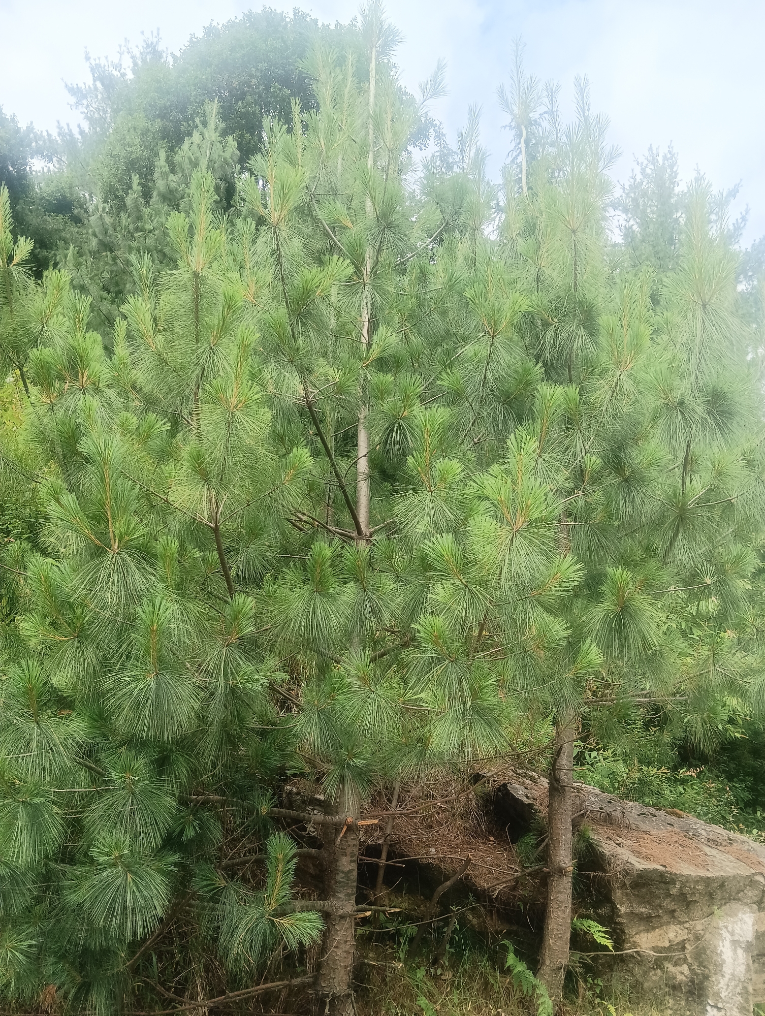 The image depicts a dense forest scene dominated by pine trees in the city of Shanag, India. The foreground features several young pine trees with their characteristic long, green needles. To the right, a large, weathered grey rock formation is visible, partially covered with dry pine needles and moss. The background is a blur of various green trees, suggesting a lush and overgrown natural environment. The sky is mostly obscured by the trees and is a pale, hazy blue, possibly indicating an overcast or foggy day. There are no people or animals present in the scene. The overall impression is one of a natural, undeveloped area within or on the outskirts of Shanag.