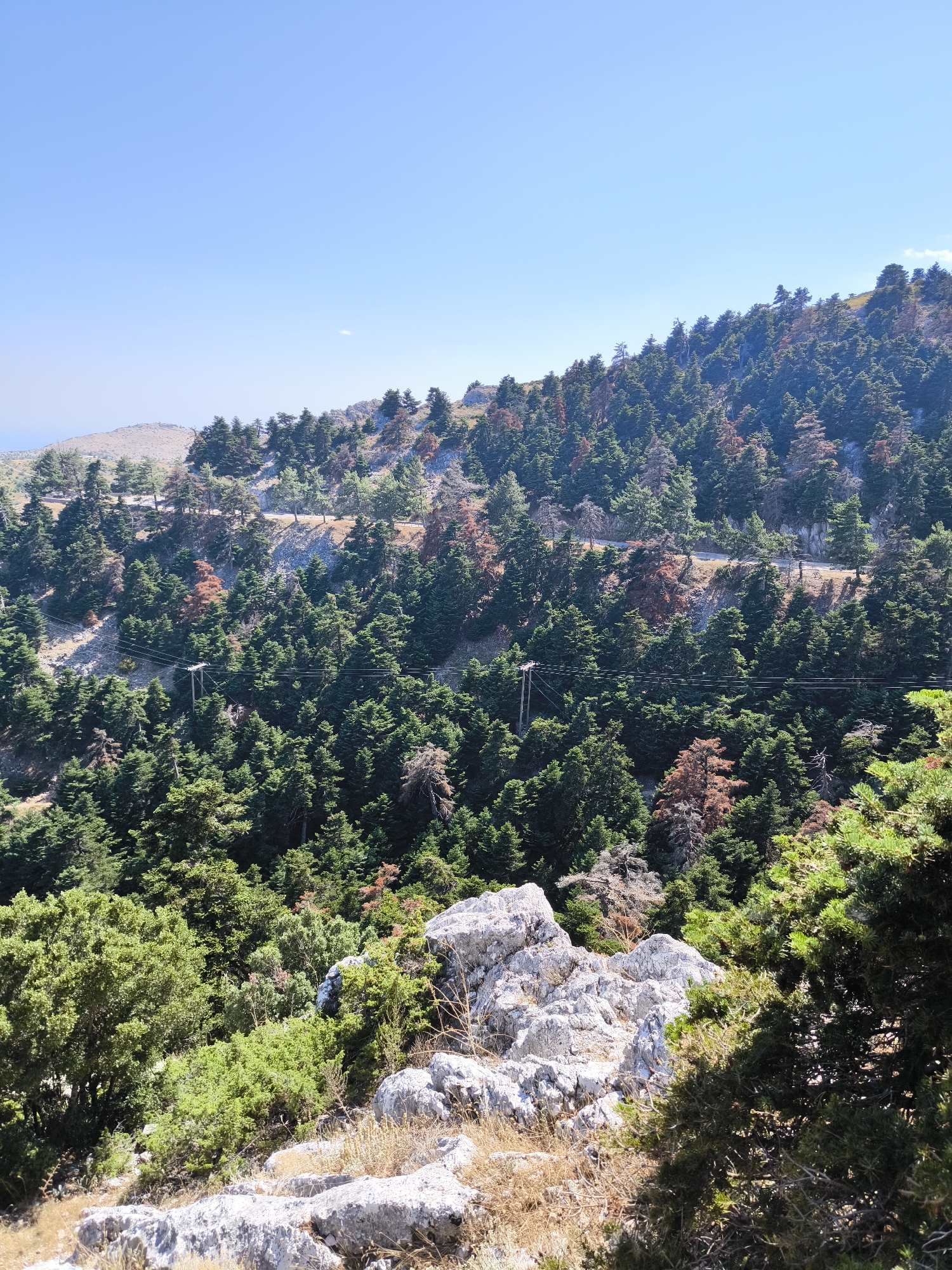 An outdoor, vertical, full shot captures a sun-drenched, mountainous landscape. The scene is dominated by a dense evergreen forest that carpets the rolling hills. A winding road, visible in the middle ground, snakes its way through the trees. Electrical poles and wires are strung across the forest, interrupting the natural scenery. In the foreground, large, weathered rocks are scattered amidst dry grasses and low-lying greenery. The sky above is a clear, pale blue, with no visible clouds. The overall impression is one of a rugged, natural environment with man-made infrastructure present. This location is in the Municipal Unit of Acharnes, Greece.