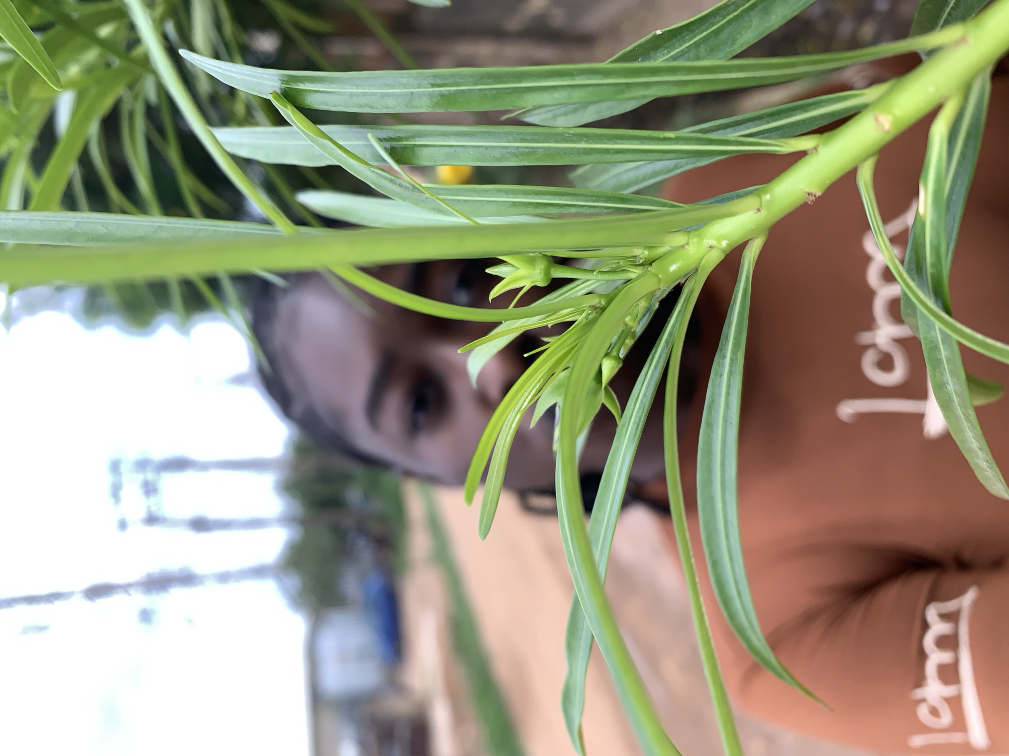 The image depicts an outdoor scene in Rafin Par, Nigeria, with a vibrant green plant in sharp focus in the foreground. The plant features multiple narrow, elongated leaves and nascent, light green flower buds clustered near the top of its stem. Behind the plant, a person with dark skin and dark hair is visible in the blurred midground, partially obscured by the foliage. The person's left eye and part of their face are discernible. They are wearing a rust-orange or terracotta-colored short-sleeved top with white lettering; parts of the text "I lomm" and "I lo" are visible on the shirt. The person appears to be looking towards the plant. The background further blurs into a dirt path or road on the left, with indistinct structures and a blue vehicle in the far distance. On the right, blurred green foliage and a small, indistinct yellow object are present. The sky above is bright and overexposed, revealing faint outlines of what appear to be power line towers or utility poles. The scene is illuminated by natural daylight.