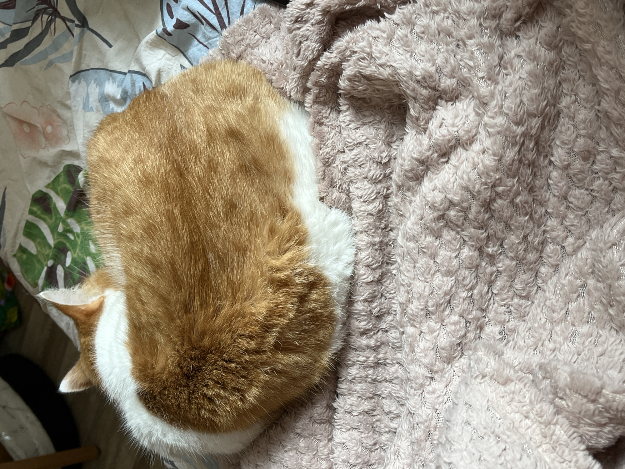 The image shows an orange and white cat curled up on a textured pink blanket. The cat's fur is visible, with distinct orange and white patches. The blanket has a soft, fluffy appearance with a patterned texture. In the background, a floral-patterned fabric can be seen, possibly bedding or upholstery. The scene appears to be indoors, likely in a domestic setting. There is no information to indicate the location in the city of Ivanovo, Russia.
