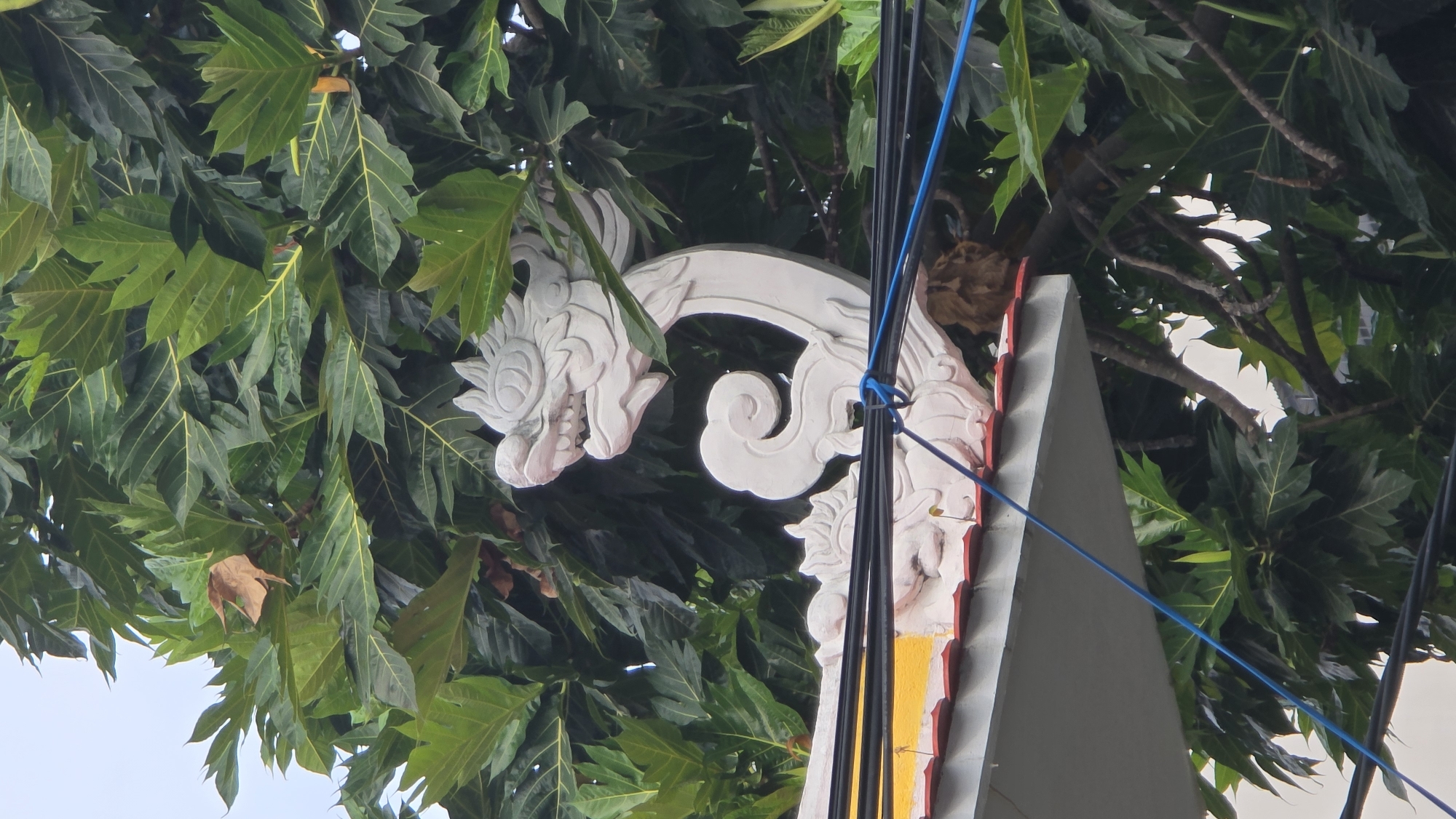 The image presents an upward view of an ornate, white architectural carving framed by dense green foliage and electrical wires against a bright sky. The central element is a stylized, white, stone or concrete carving of a mythical creature's head, likely a dragon or Naga, featuring intricate scales, a prominent eye, and an open mouth with visible teeth. This carving is adorned with elaborate scrollwork and appears to be part of a larger structure, possibly a temple or traditional building.
To the right and below the carving, a portion of a building's roofline or upper facade is visible, characterized by a grey triangular surface edged with a red and yellow trim. Several black electrical or communication wires, along with a blue one, traverse the scene, some tied together, indicating urban infrastructure.
The carving and wires are largely surrounded by abundant, large, dark green leaves of a tree, identifiable by their prominent yellow veins and distinctly lobed shape, common in tropical regions. Amidst the verdant canopy, a single dry brown leaf stands out. Further to the right, nestled within the foliage, a small, brown, textured mass, possibly a clump of dried leaves or debris, is partially visible.
The lighting is soft and diffused, suggesting an overcast day or indirect sunlight. The scene depicts a blend of cultural architecture, natural elements, and modern infrastructure, typical of an urban or semi-urban environment in a tropical locale such as Nha Trang, Vietnam. There is no visible human activity or discernible text in the image.