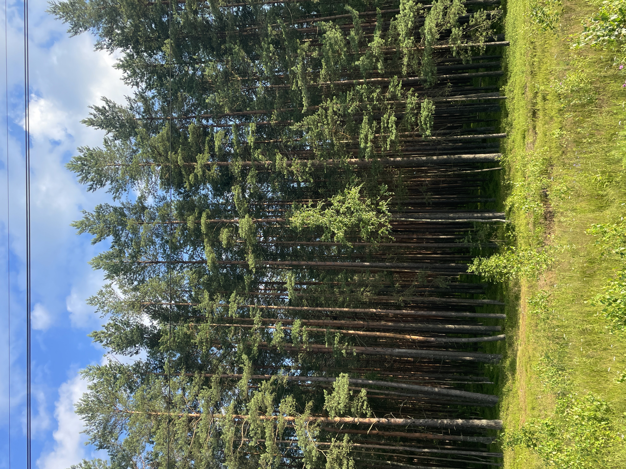 A wide shot captures a dense forest of tall, slender pine trees under a bright blue sky with scattered white clouds. The trees are packed closely together, creating a dark, shaded interior. In the foreground, a sunlit meadow of green grass and small bushes stretches across the bottom of the frame. A few power lines are visible horizontally across the top of the image, stretching from left to right. The scene appears to be located in or near Lebyazhye, Russia, given the context. There are no people or animals visible in the image, and no actions or interactions are taking place. The environment is natural and tranquil.