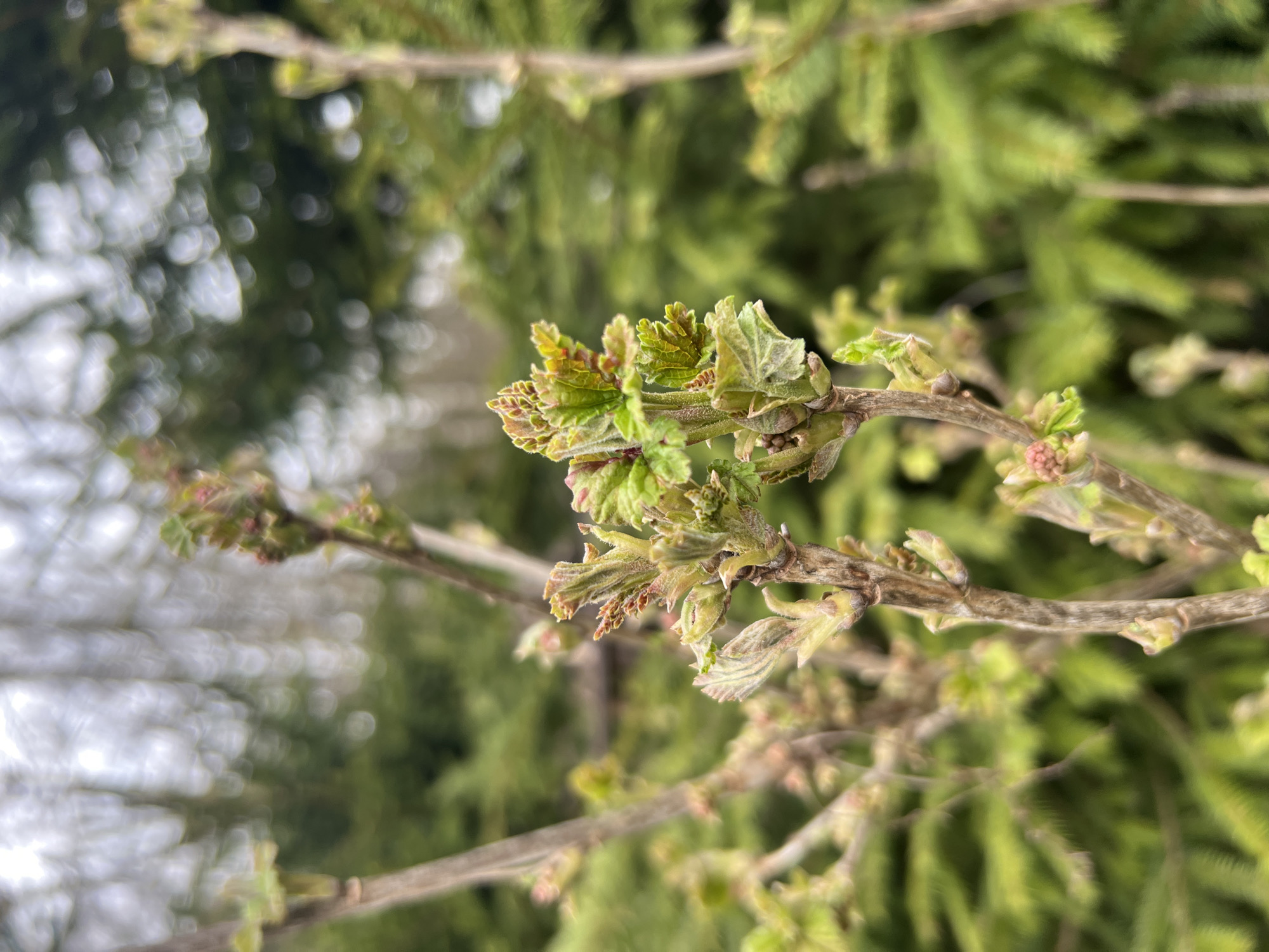 This close-up image captures a plant branch in the early stages of spring growth. The central subject is a woody branch with numerous newly unfurling leaves and small buds, primarily light green with hints of reddish-brown, indicating fresh development. Some of the leaves are still tightly folded, while others have begun to open, revealing their delicate textures. Small clusters of reddish-brown buds or developing flowers are also visible along the branch.
The background is heavily blurred, creating a shallow depth of field. This bokeh effect shows indistinct green foliage, consistent with evergreen trees or bushes, behind the main branch. A very bright, highly defocussed area occupies the upper left portion of the background, likely representing an overcast sky or distant light source. The natural lighting suggests daytime. No human activity or visible text is present. The image conveys a sense of renewal and the beginning of the growing season in an outdoor setting, specifically in Ильинская Поляна Снт, Russia.