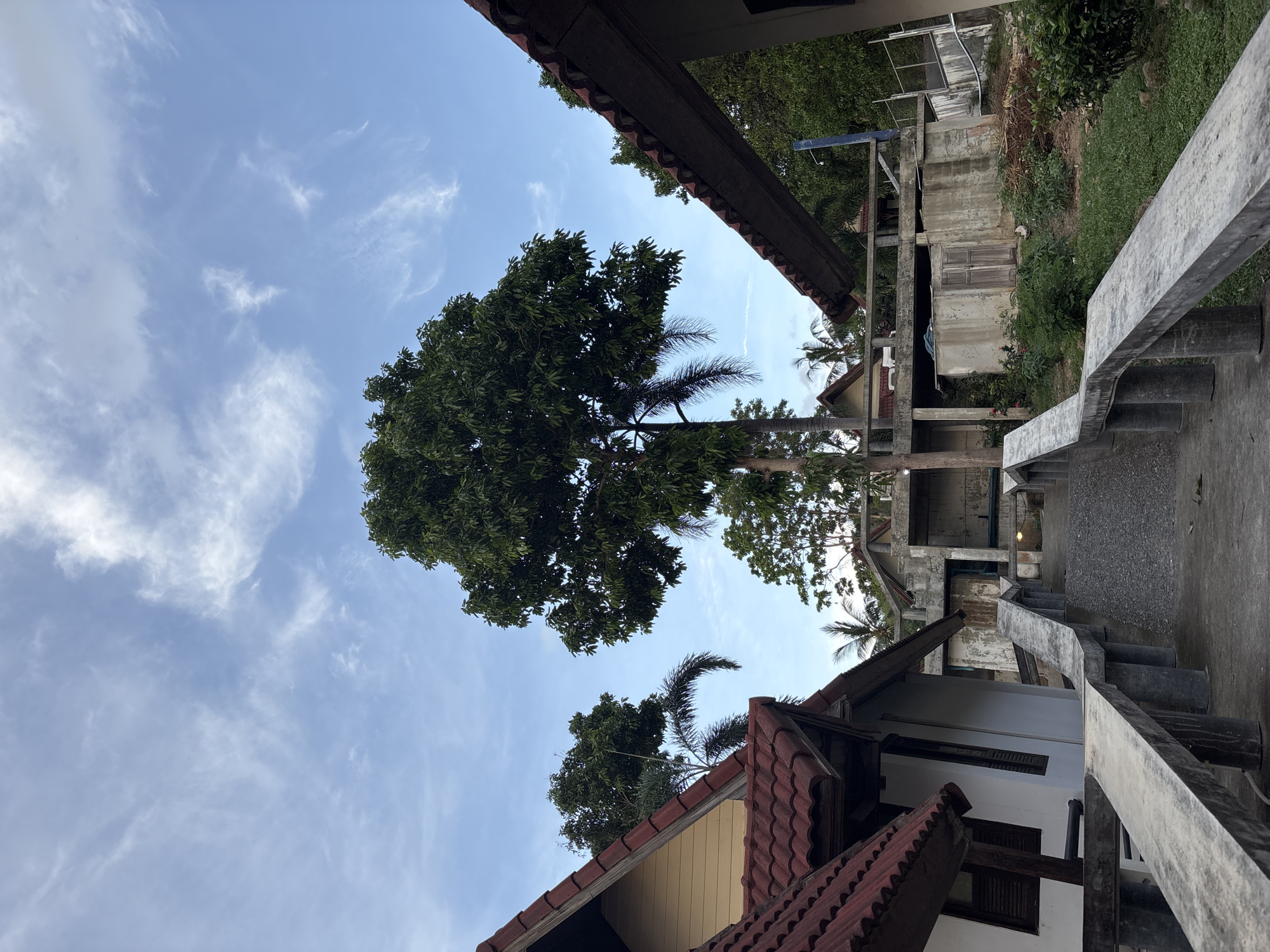 The image displays an outdoor scene in บ้านบางรักษ์, Thailand, featuring a concrete pathway and railings leading uphill between various structures and lush vegetation under a light blue sky with scattered wispy white clouds. On the left, parts of two buildings with red-tiled, steeply pitched roofs and light-colored walls are visible, framed by dense green trees and palm fronds. A prominent tall tree with a dense, dark green canopy stands centrally, partially obscuring a palm tree behind it. To the right, the terrain slopes upward, covered with green grass, shrubs, and some debris. Further back on the right, multiple unfinished or dilapidated concrete structures with exposed beams, columns, and a wooden-shuttered section are present, alongside a blue vertical pole and a chain-link fence. The pathway in the foreground has distinctive concrete railings composed of flat tops supported by cylindrical pillars, with the path surface transitioning from concrete to gravel further up. No people or animals are present in the scene.