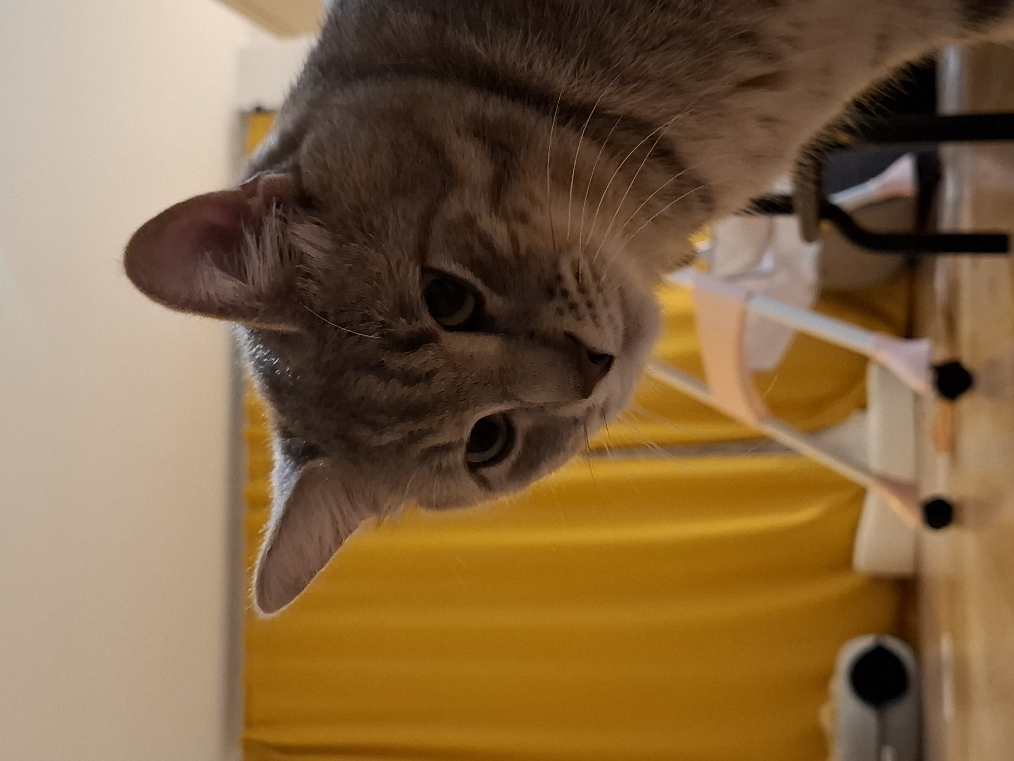 A grey tabby cat is the central subject of this close-up image, positioned with its head at the top and slightly left of the frame, looking downwards and to the right. Its light grey fur has darker tabby stripes visible across its head and neck. The cat's left eye, with a dark pupil and greenish iris, is clearly visible, fixed on something below. Its nose and mouth area are also in focus, along with several long, white whiskers extending from its muzzle. The left ear is prominent, showing the sparse internal fur and the soft, pinkish interior.
The background is divided into different zones. To the upper left, a plain, light-colored wall or surface is visible. The lower right portion of the image features a vibrant, rich yellow fabric, possibly a curtain or blanket, characterized by horizontal folds and creases that create variations in light and shadow. In the mid-ground, behind the cat and overlapping the yellow fabric, are blurred elements of what appear to be light pink or white and black metal or plastic structures, possibly parts of a drying rack or furniture. A wooden floor is faintly visible in the bottom right corner, alongside a small, dark grey cylindrical object.
The lighting is soft and even, suggesting an indoor setting without direct harsh light, likely daytime. The cat's expression appears curious and attentive as it observes something out of frame. There is no visible text.