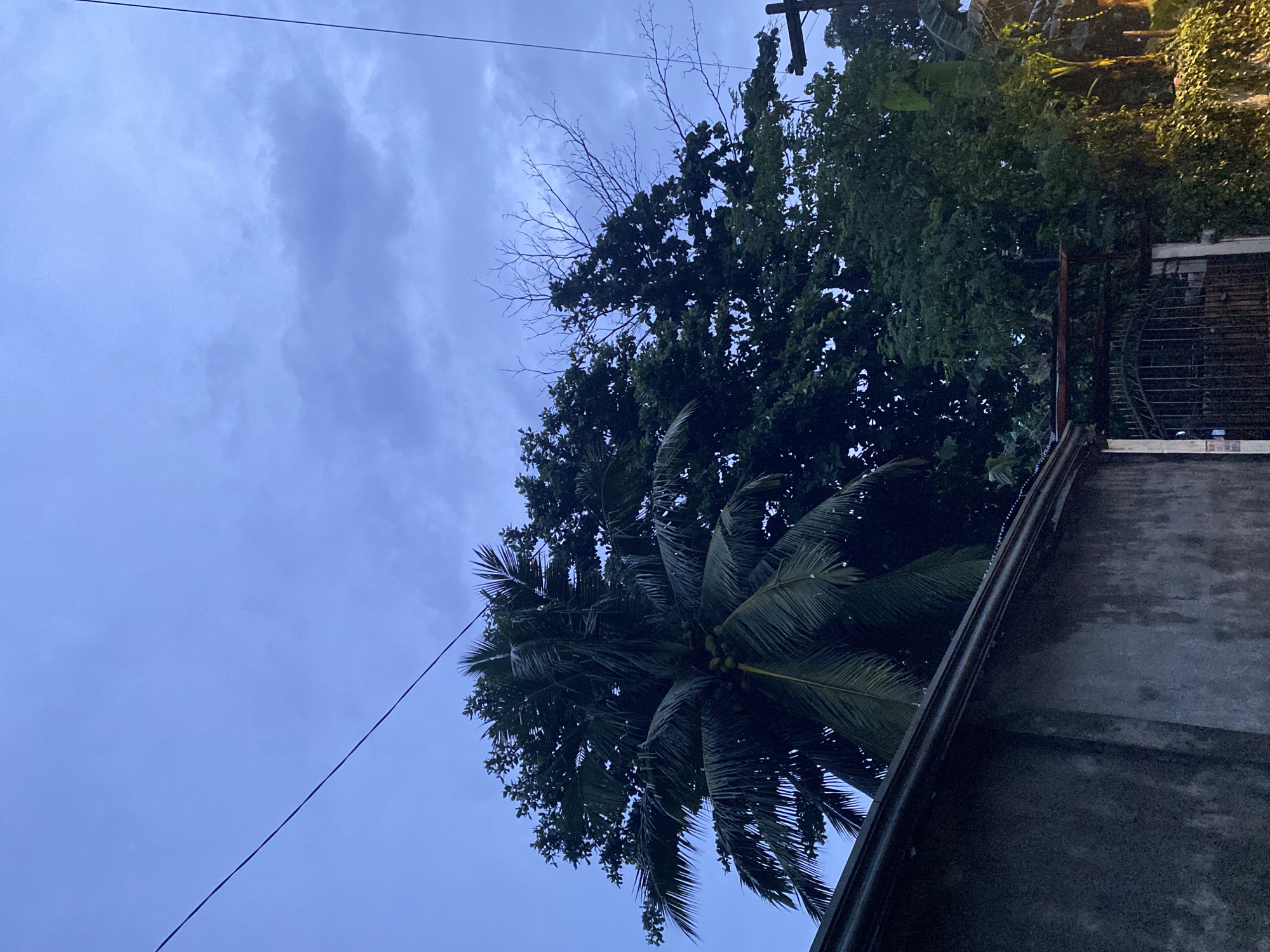 This image captures an upward-looking view of trees against a cloudy sky, likely taken in Davao City, Philippines. The scene is dominated by lush green foliage, including the fronds of a coconut palm in the foreground and the dense canopy of another tree behind it. Bare, spindly branches of a third tree extend upwards, contrasting with the fuller leaves. The sky is a muted blue with visible clouds, suggesting it might be overcast or nearing dusk or dawn.
A dark, textured surface, possibly a rooftop or wall, occupies the lower right portion of the frame, and a metal fence or gate is visible in the background on the right. A dark power line stretches diagonally across the sky from the upper left to the middle right. The overall impression is one of natural elements juxtaposed with man-made structures, possibly in a residential or semi-urban setting. The lighting suggests it is either early morning or late afternoon, given the diffused light and the somewhat subdued colors. There is no visible text in the image.