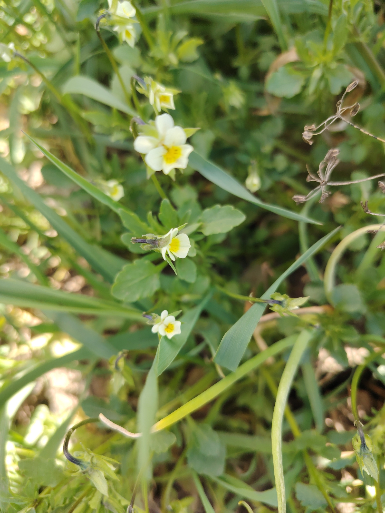 The image shows a patch of wild pansies (Viola tricolor) growing among blades of grass and other foliage. The flowers are small, with white petals and yellow centers. The background is blurred, suggesting a shallow depth of field. The location is Chaikovsky, Russia (based on external knowledge).