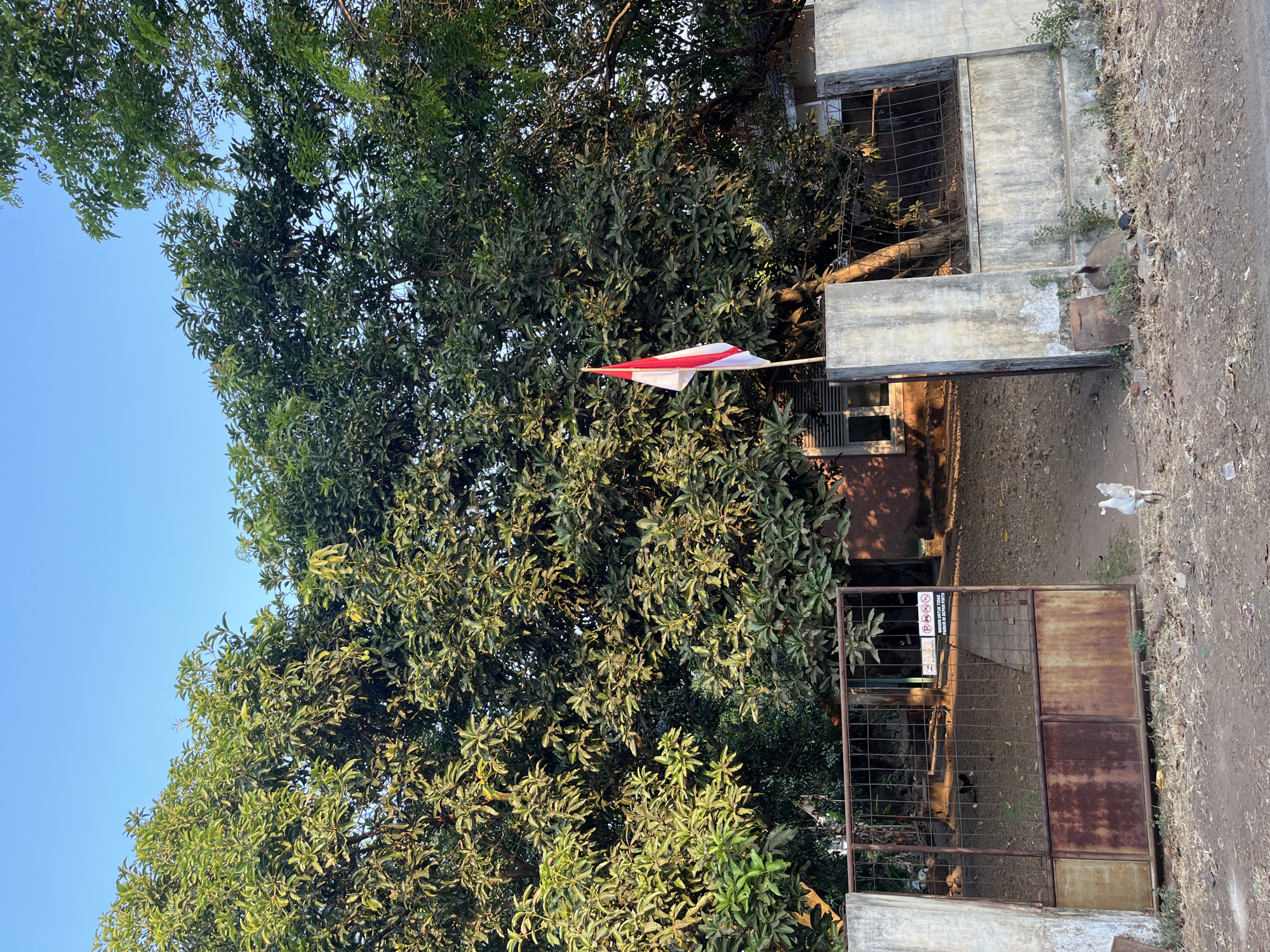 A tall, leafy tree dominates the frame, its branches reaching towards a clear blue sky. In front of the tree, a rustic, rusted metal gate stands slightly ajar, revealing a dirt path and a simple building with windows. A white and red Indonesian flag flies proudly from a pole near the gate. Two white ducks are visible in the foreground, one walking towards the gate and the other further into the scene. The ground is a mix of dirt and dry leaves, suggesting a rural or semi-rural environment. The overall impression is one of a serene, perhaps slightly weathered, scene in Pecangaan, Indonesia.