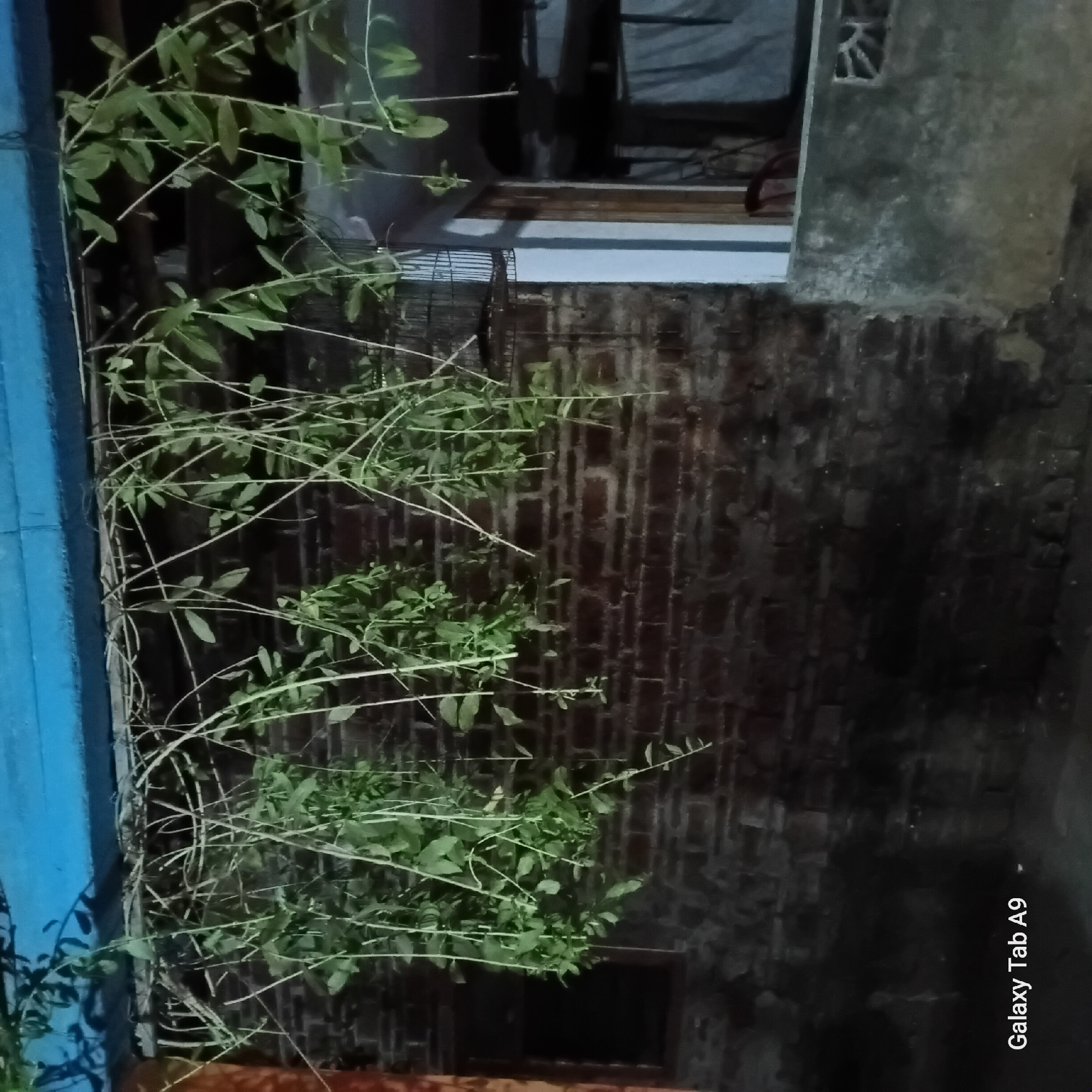 The image depicts a rustic outdoor scene, likely a backyard or patio area, with a brick wall as the primary background. Overhanging the wall is a blue structure, possibly a roof or awning. Hanging from a horizontal beam above the wall are several branches of a leafy plant, creating a natural, overgrown appearance. In the upper right portion of the image, a black birdcage is visible, hanging amidst the foliage. To the right of the birdcage, a white-trimmed doorway or window frame is present, with a glimpse of interior space suggesting a dwelling. A concrete ledge or counter runs horizontally in the lower right, with a small, decorative opening in the concrete wall. The lighting suggests it is either dusk or nighttime, with some artificial light illuminating the scene. The bottom left corner of the image shows the text "Galaxy Tab A9", indicating the device used for capture. The scene appears to be located in Trenggalek, Indonesia.