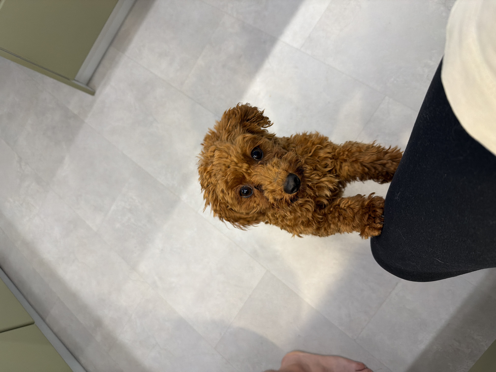 A brown, curly-haired dog is standing on its hind legs, with its front paws resting on a person's black pants. The dog is looking up at the camera with dark eyes and a black nose. The background is a light-colored tiled floor, with a sliver of a light green cabinet visible on the far right. A person's bare foot is visible on the left side of the image. The scene appears to be indoors, in a domestic setting. The image does not provide any information about the location in the city of Sofia, Bulgaria.