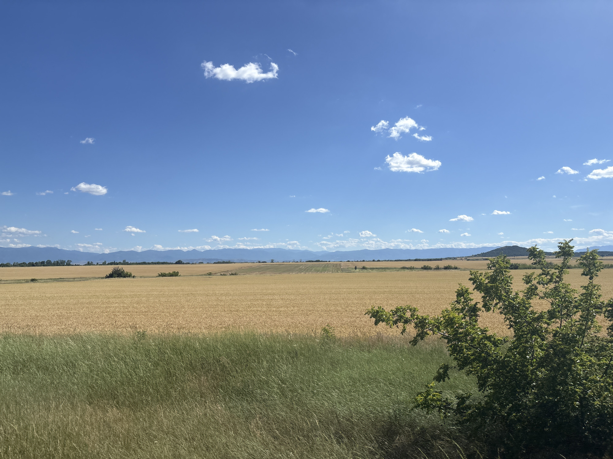 This image captures a serene rural landscape under a bright blue sky dotted with fluffy white clouds. The foreground features tall green grass, with a dense tree on the right side of the frame. Beyond the grass, a vast field of golden crops, likely wheat, stretches towards the horizon. In the distance, a range of blue mountains forms a scenic backdrop. The scene suggests a warm, sunny day in the countryside. This landscape is located in Saedinenie, Bulgaria, a region known for its agricultural plains and proximity to mountainous terrain.