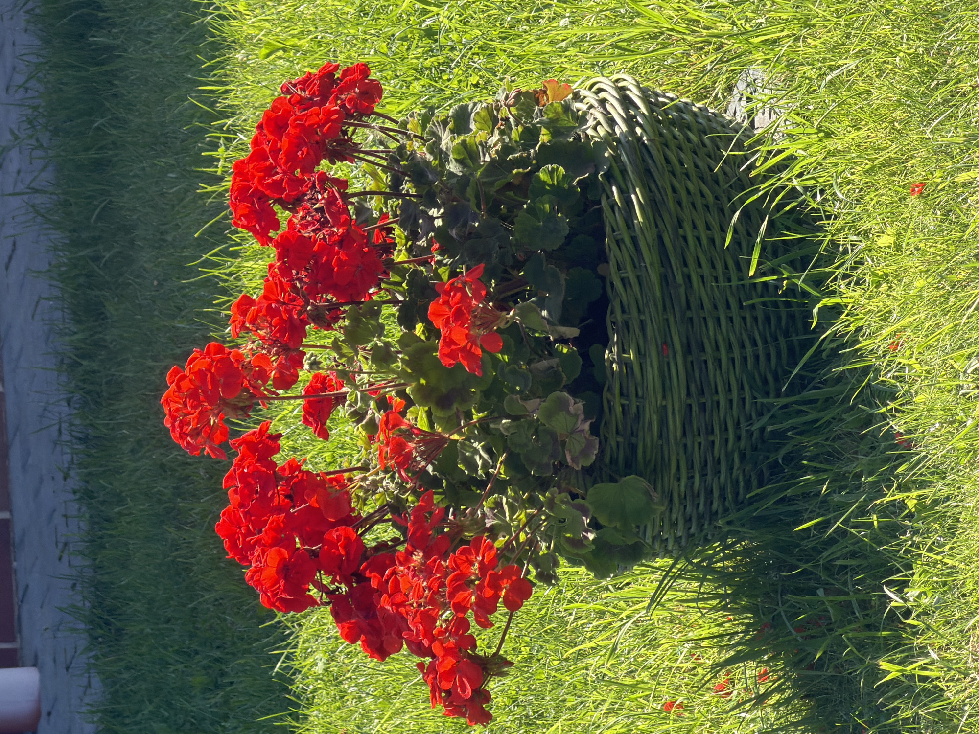 A full shot shows a close-up of a pot of bright red geraniums sitting in a green wicker basket on a grassy lawn in Laskino, Russia. The basket is woven and green. The flowers are a vibrant red and cluster together in large blooms. The green leaves of the geraniums are visible beneath the flowers. The grass is lush and green, with some blades catching the sunlight and appearing brighter. The background shows a hint of a brick pathway and a white vertical object, possibly a pillar or a wall. The overall scene is one of natural beauty and tranquility.