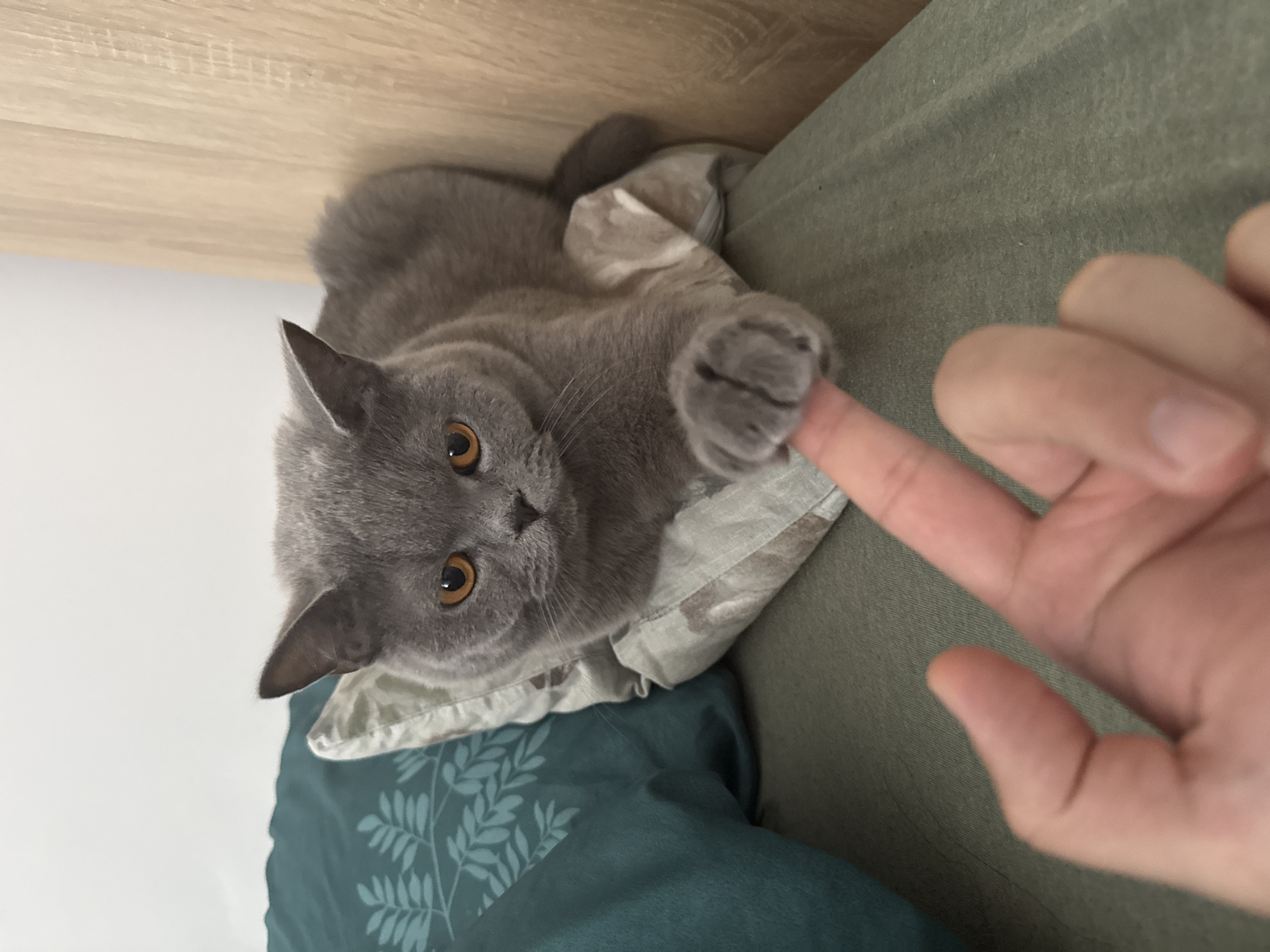 A British Shorthair cat with grey fur and orange eyes is lying on a bed, resting its front paws on a small, patterned pillow. The cat's right paw is extended, with its claws gently touching a person's finger which is reaching into the frame from the bottom left. The cat is positioned on a green textured surface, likely a bedspread, with a dark teal pillow with a leafy pattern visible to the left. Behind the cat, a wooden headboard or wall panel is partially visible on the right. The background is a plain white wall. There is no information about the location in Zielona Góra, Poland.
