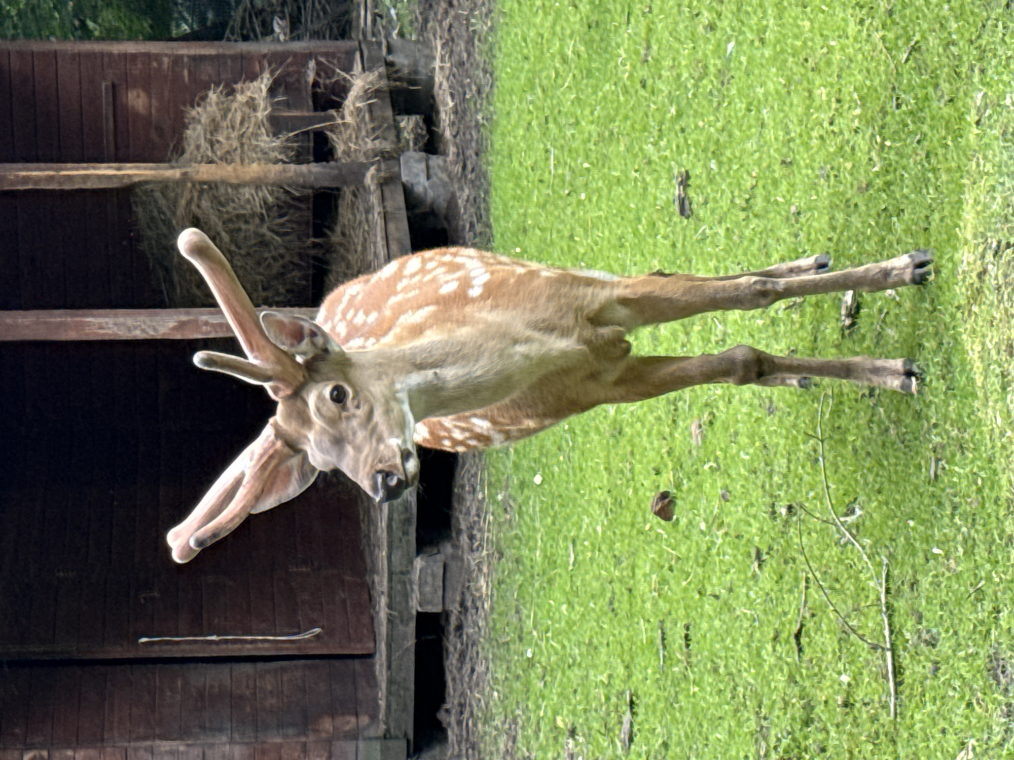 A young deer with a spotted coat stands on a lush green lawn. The deer is positioned diagonally across the frame, with its head turned to the left, looking towards the viewer with large, expressive eyes. Its ears are prominent and pointed upwards, and small, developing antlers are visible. The deer's body is slender and its legs are positioned as if it's about to move.
Behind the deer, a rustic wooden structure is visible. This structure appears to be a barn or enclosure, made of dark brown planks. A pile of hay is stacked against the back wall of the structure. The contrast between the dark wood and the vibrant green grass creates a visually appealing scene.
The lighting suggests it is daytime, with the sun illuminating the grassy area. The weather appears to be pleasant, as indicated by the bright green grass, which implies recent rain or good growing conditions. The setting could be a zoo, a wildlife park, or a rural area near Moscow, Russia. No specific emotions are evident from the deer's posture, other than a general alert curiosity. There is no visible text in the image.