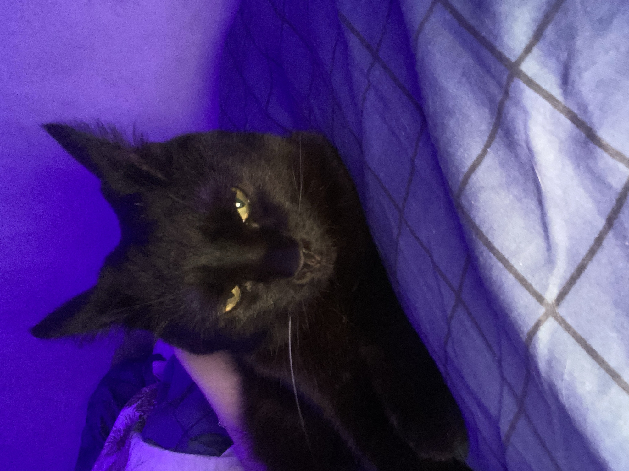 A black cat with yellow eyes lies on a light blue, checkered blanket. The background is a solid purple. A hand is partially visible under the cat. There is no indication of the location as Izhevsk, Russia.