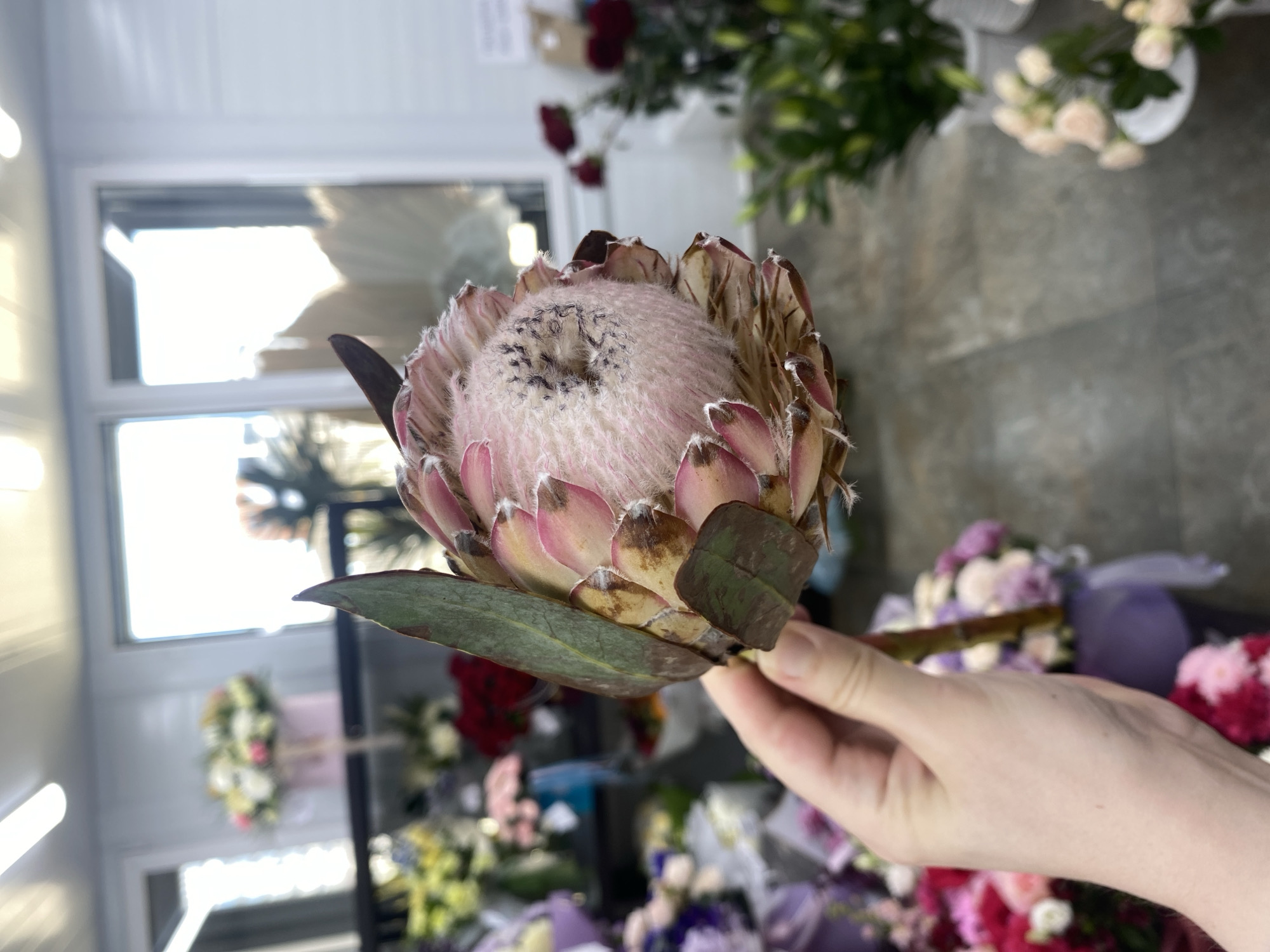 A hand holds a Protea flower in a florist shop. The shop is likely in Yekaterinburg, Russia, because the original request mentioned that as a possible location. The flower has a pink, fuzzy center surrounded by light pink petals edged with brown. The hand is pale and lightly veined. In the background are various floral arrangements, including red roses, white and pink roses, and purple flowers. There is also a window in the background.