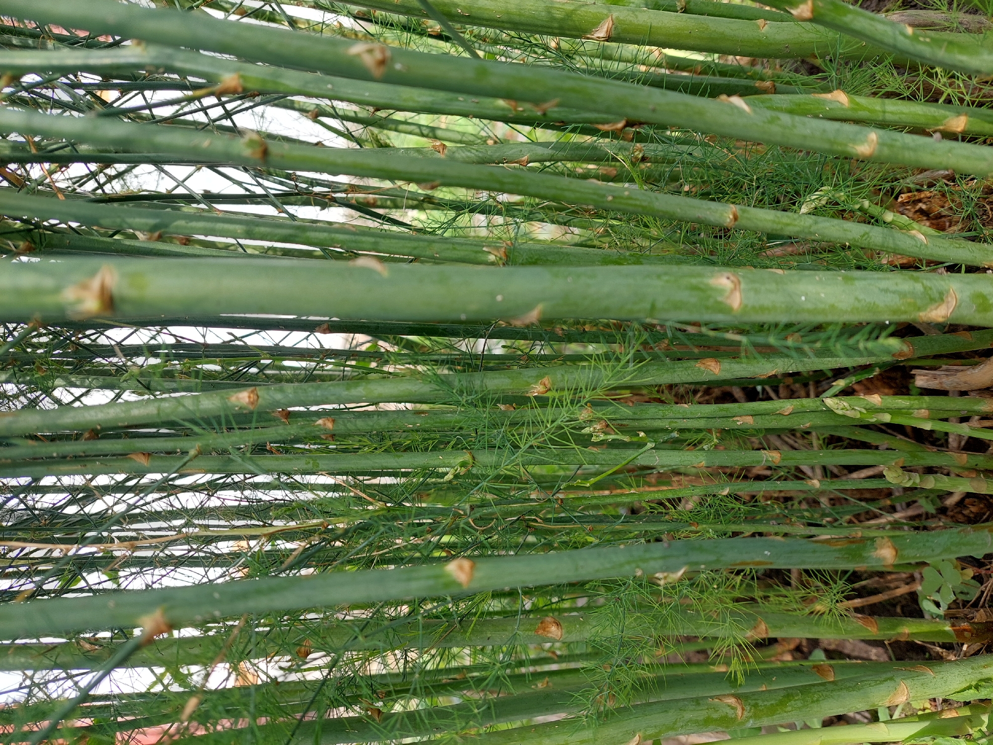 In Shpychyntsi, Ukraine, a dense thicket of asparagus plants fills the frame. The image is dominated by the vertical lines of numerous green stalks, varying in thickness and height, clustered together. The stalks are mostly smooth, with some showing subtle textures and nodes. Small, light brown scale-like structures are visible at intervals along the stalks, appearing as remnants of buds or bracts. Interspersed among the thicker stalks are finer, feathery fronds, which are lighter green and create a softer, more delicate texture. These fronds appear to be the mature foliage of the asparagus plants. The background is a blur of lighter greens and whites, suggesting an outdoor setting with soft, diffused light. Some dry brown debris is visible at the base of the plants, indicating the ground level. There are no people or animals present in the image. The overall impression is one of natural growth and the lushness of a garden or field.
