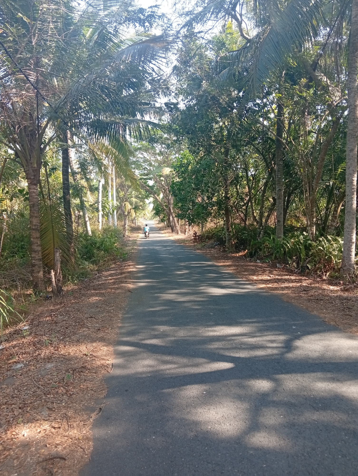 A lone person rides a bicycle down a paved road in Tlogodepok, Indonesia. The road is flanked by lush green trees, with palm trees visible on the left side of the image. The sun casts dappled shadows from the trees onto the road. The ground on either side of the road is covered in dry leaves and vegetation. The sky is clear and bright.