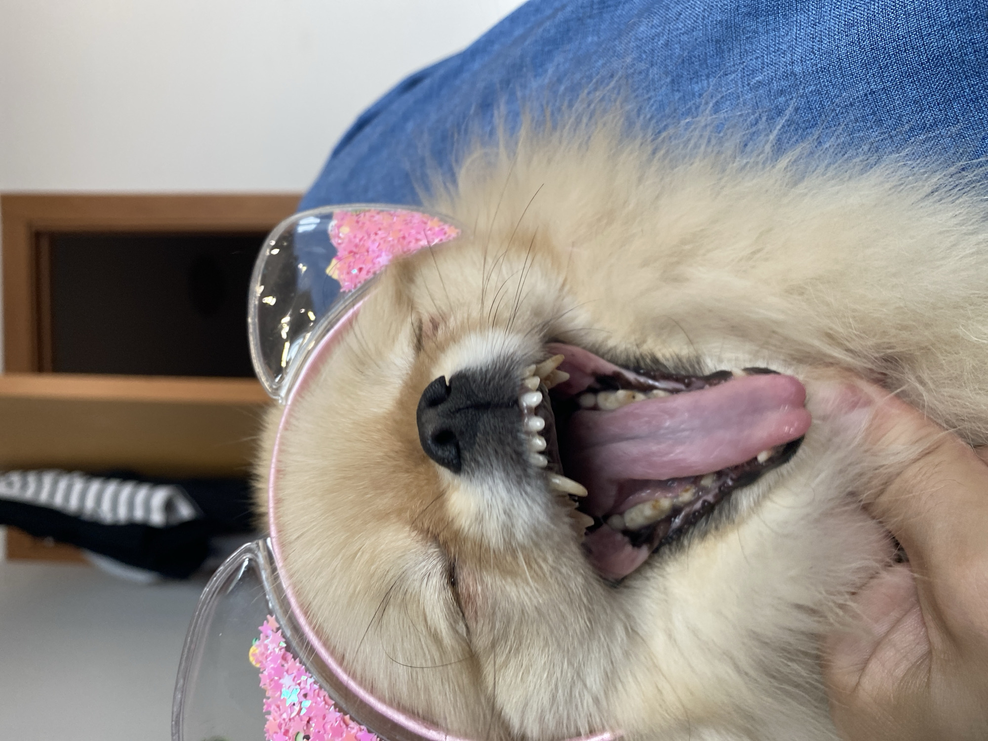 A close-up, angled shot depicts a tan-colored, fluffy dog with its mouth wide open, revealing its teeth and pink tongue. The dog is wearing clear, pink-trimmed glasses decorated with pink glitter stars. The dog is being held, presumably by a person wearing denim. The background is blurry, but a brown wooden cabinet is visible on the left. Additionally, a striped garment is slightly visible behind the dog. The location is not specified.
