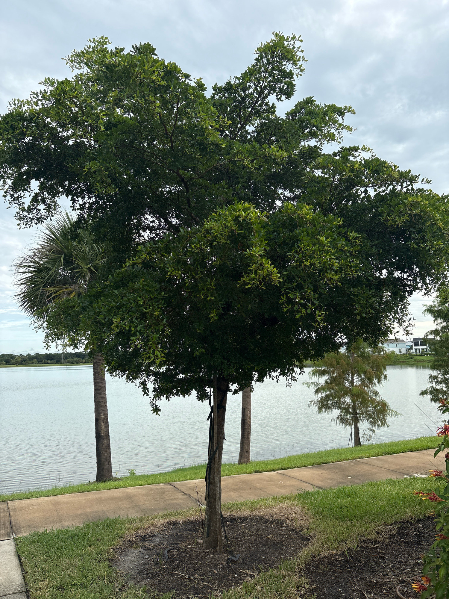The image depicts a serene waterscape with a prominent tree in the foreground. The tree, with its dense green foliage, is a focal point, with a palm tree to its left and a smaller, conical tree in the middle ground. A paved walkway runs alongside a body of water, which appears to be a lake. In the distance, houses with light-colored facades are visible on the far bank of the lake, suggesting a residential area. The sky is overcast with a few lighter patches of clouds. The scene is devoid of any human presence. The overall impression is one of a tranquil suburban or park-like setting. The precise location in Sarasota, United States cannot be determined from the visual information alone.