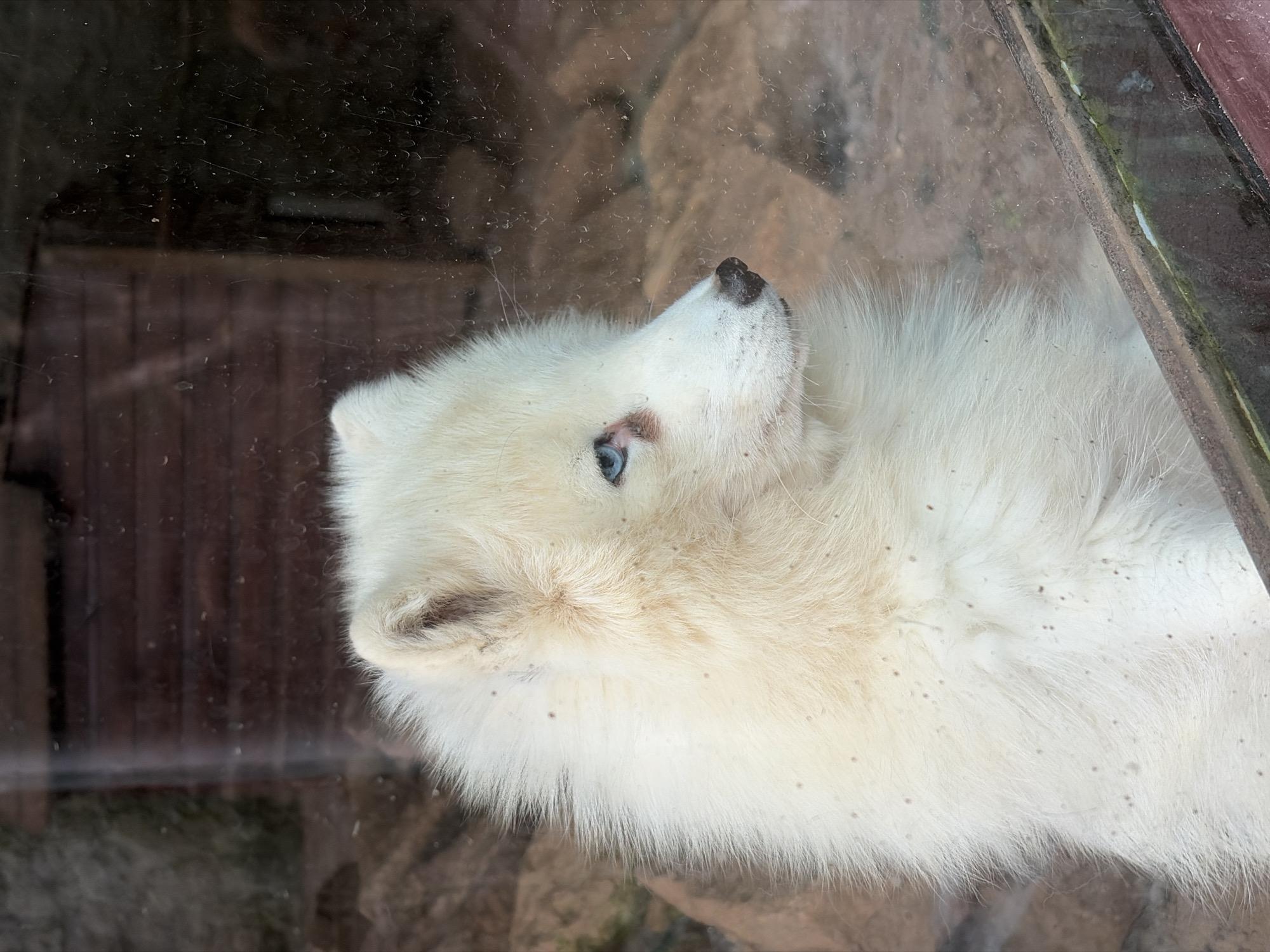 A white Arctic fox with striking blue eyes is shown in a close-up, profile view. The fox is looking to the right, with its nose and muzzle visible. The animal has thick, fluffy white fur. The background appears to be an enclosure, possibly a zoo or wildlife park, with wooden structures and rocks. The image is taken through a glass pane, which has some smudges and dirt on it. The overall lighting is natural, suggesting it might be daytime.