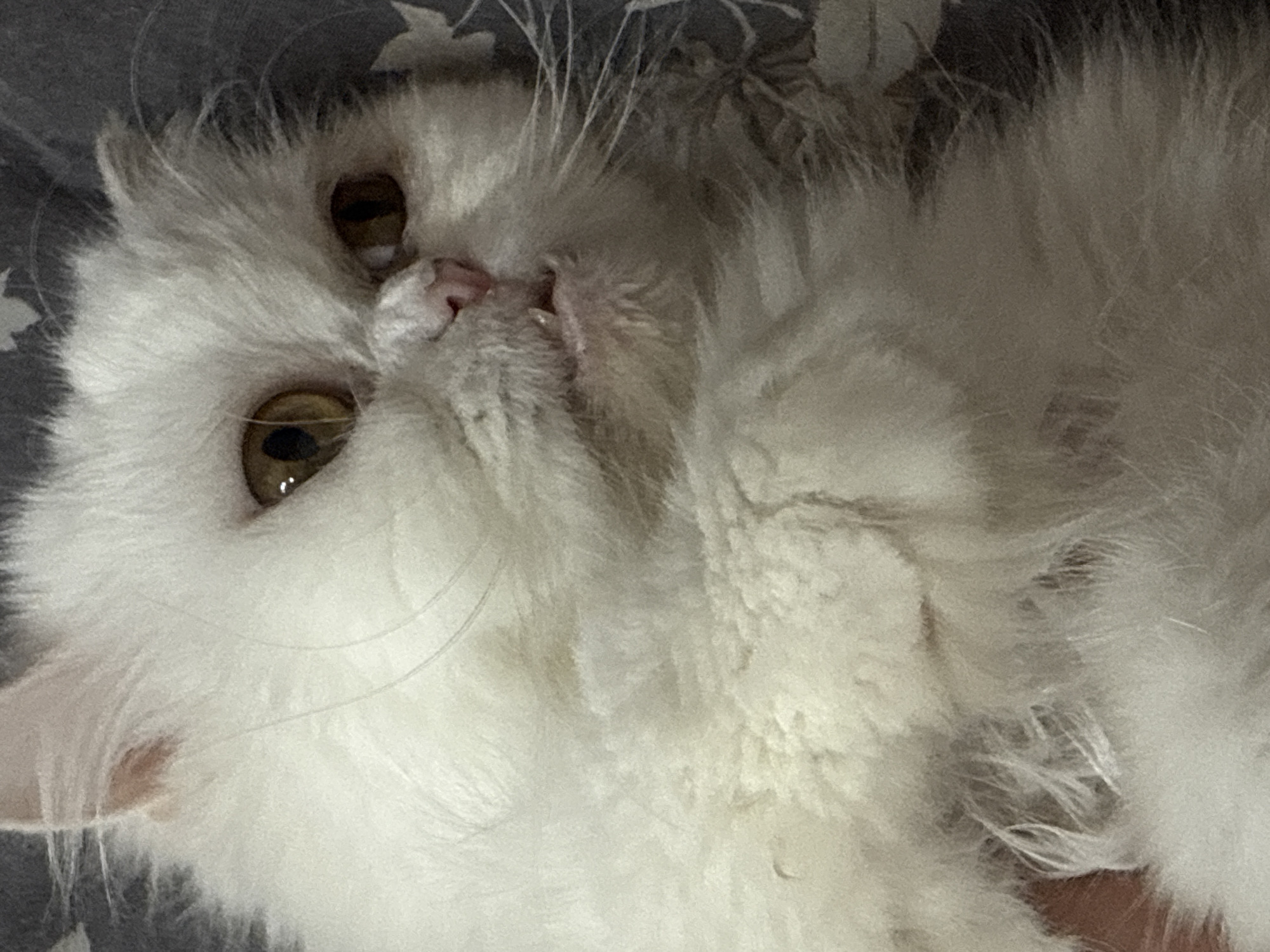 A close-up, indoor photograph depicts a fluffy, white cat lying on its back. The cat's head is visible, featuring golden eyes, a pink nose, and long white whiskers. The cat appears to be relaxed, and its fur is soft and voluminous. The background is a patterned fabric. The image does not contain sufficient details to identify a location in Burgas, Bulgaria.