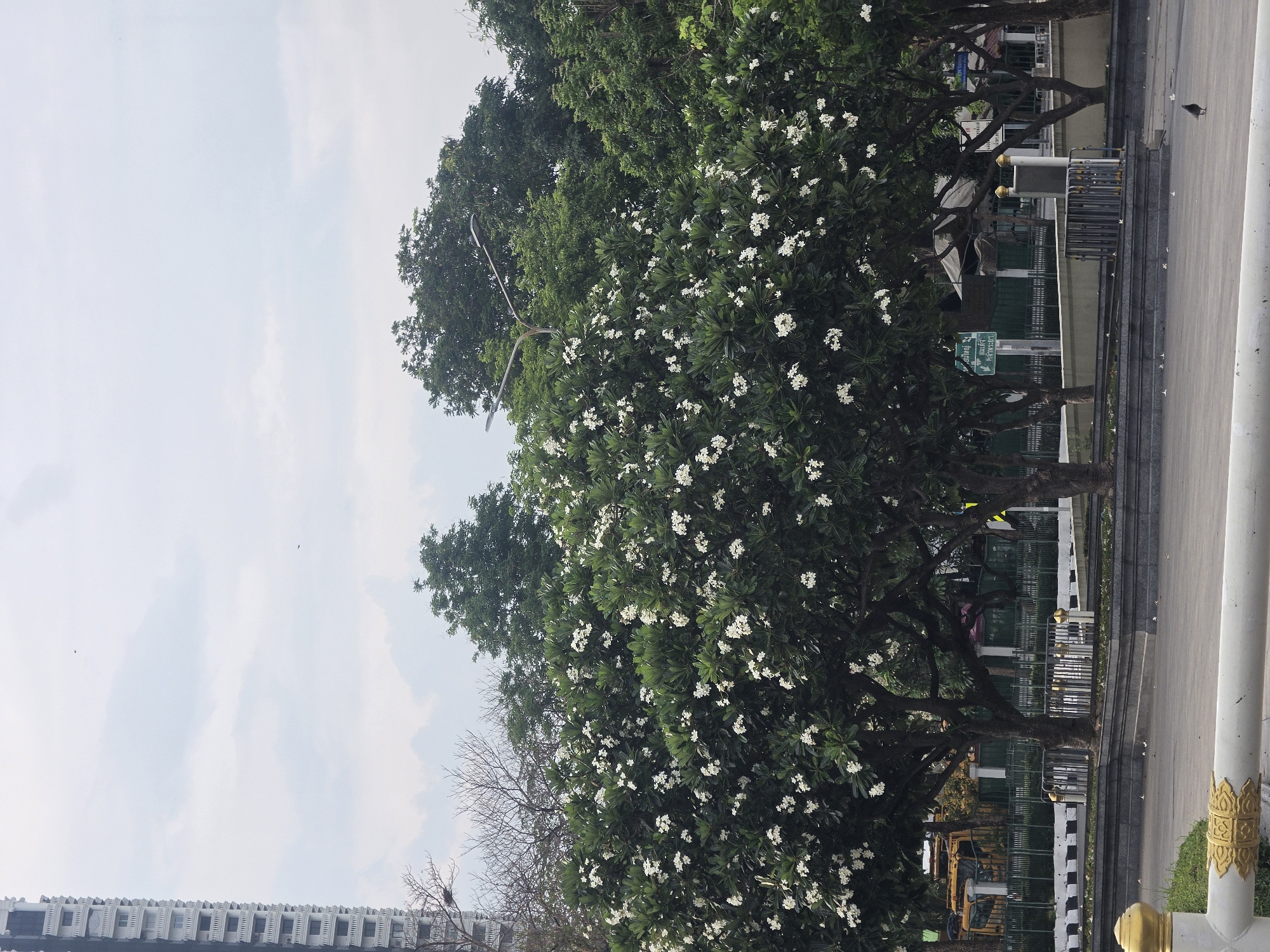 The image shows a street scene in Bangkok, Thailand. Lush, flowering trees with white blossoms dominate the view, lining the roadside. Behind the trees are glimpses of buildings, suggesting an urban environment. A sidewalk with decorative posts and metal railings runs alongside the street. The sky is overcast. The location is likely near or surrounding one of the Royal places in the city.