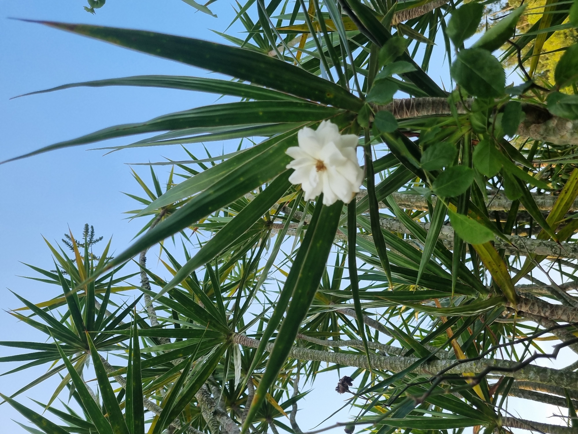 The image shows a close-up, low-angle view of a white rose in bloom, positioned in the foreground against a backdrop of lush green palm-like foliage. The rose, with its delicate white petals, is slightly out of focus, drawing attention to its form. The surrounding plants are characterized by long, pointed green leaves that fan out from thick, textured trunks. The sky above is a clear, bright blue, suggesting an outdoor setting bathed in daylight.
Based on the information available, this scene is located in Laranjal Paulista, Brazil, likely in a garden or natural landscape. No people are visible in the image, and there are no discernible actions or interactions taking place. The focus is entirely on the natural elements of the flora. The environment appears to be a tropical or subtropical area, given the type of vegetation. The image captures a moment of natural beauty, highlighting the contrast between the delicate rose and the robust surrounding plants under a serene blue sky.
