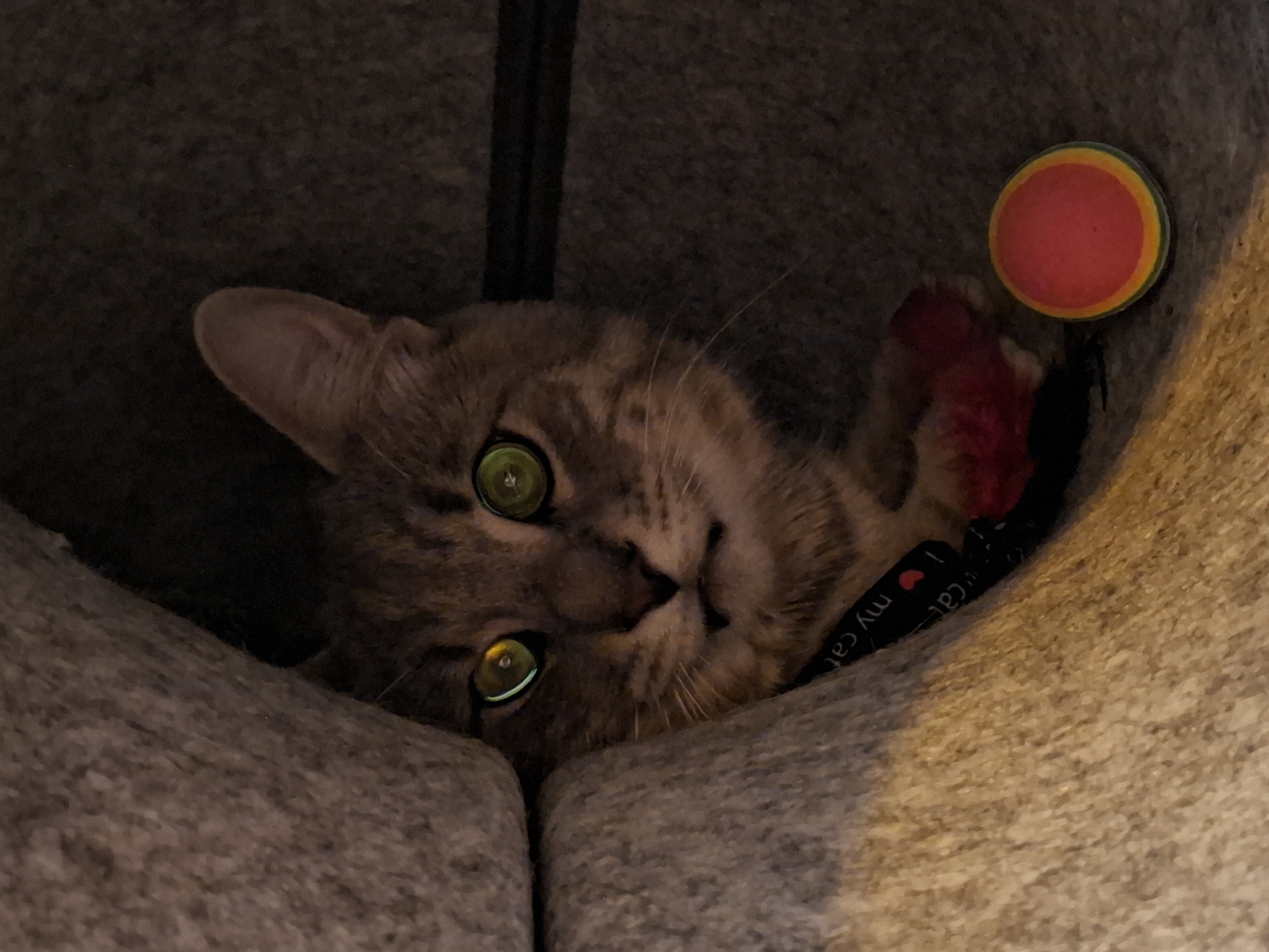 A domestic cat with tabby markings and bright green eyes is nestled within a soft, grey, textured enclosure, likely a cat bed or fort. The cat's face is partially obscured by the grey material, but its gaze is directed forward. The cat is wearing a black collar with white text that appears to say "my cat" and a red heart symbol. One of its front paws, which is a pinkish-red color and appears to be a toy or accessory, is visible. To the right of the cat is a small, round, multi-colored ball toy with red, yellow, and green bands. The background is dark and indistinct. The location is not discernible from the image.