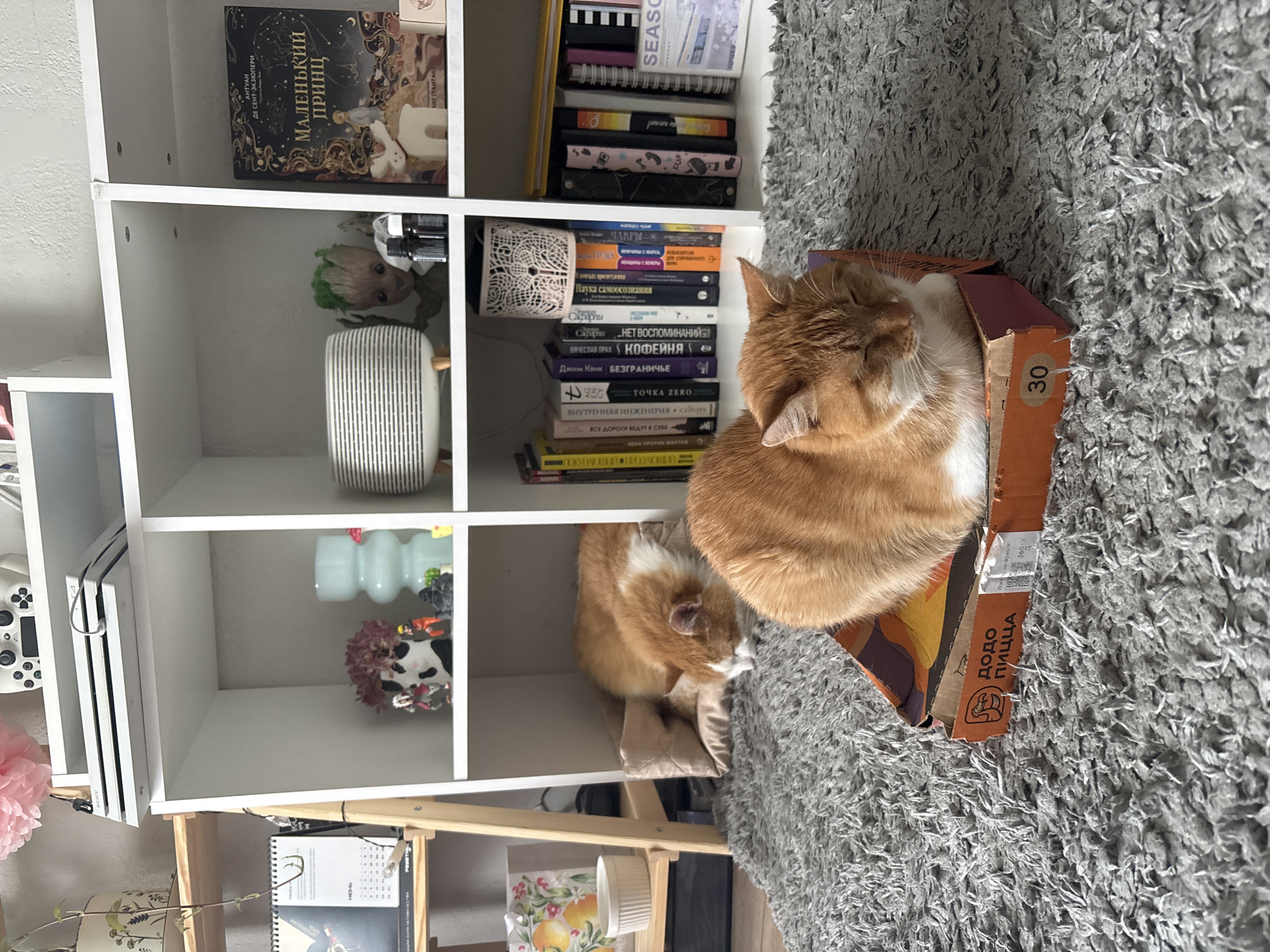 In a domestic interior in Zheleznogorsk, Russia, an orange and white cat is resting on a cardboard pizza box. The cat is curled up, with its eyes closed and head resting on its paws. The pizza box has Cyrillic writing that translates to "Dodo Pizza." In the background, a white shelving unit displays various items, including books, decorative objects, and figurines. Another orange and white cat is partially visible lying on a beige cushion in the lower left portion of the image. The floor is covered with a gray carpet.