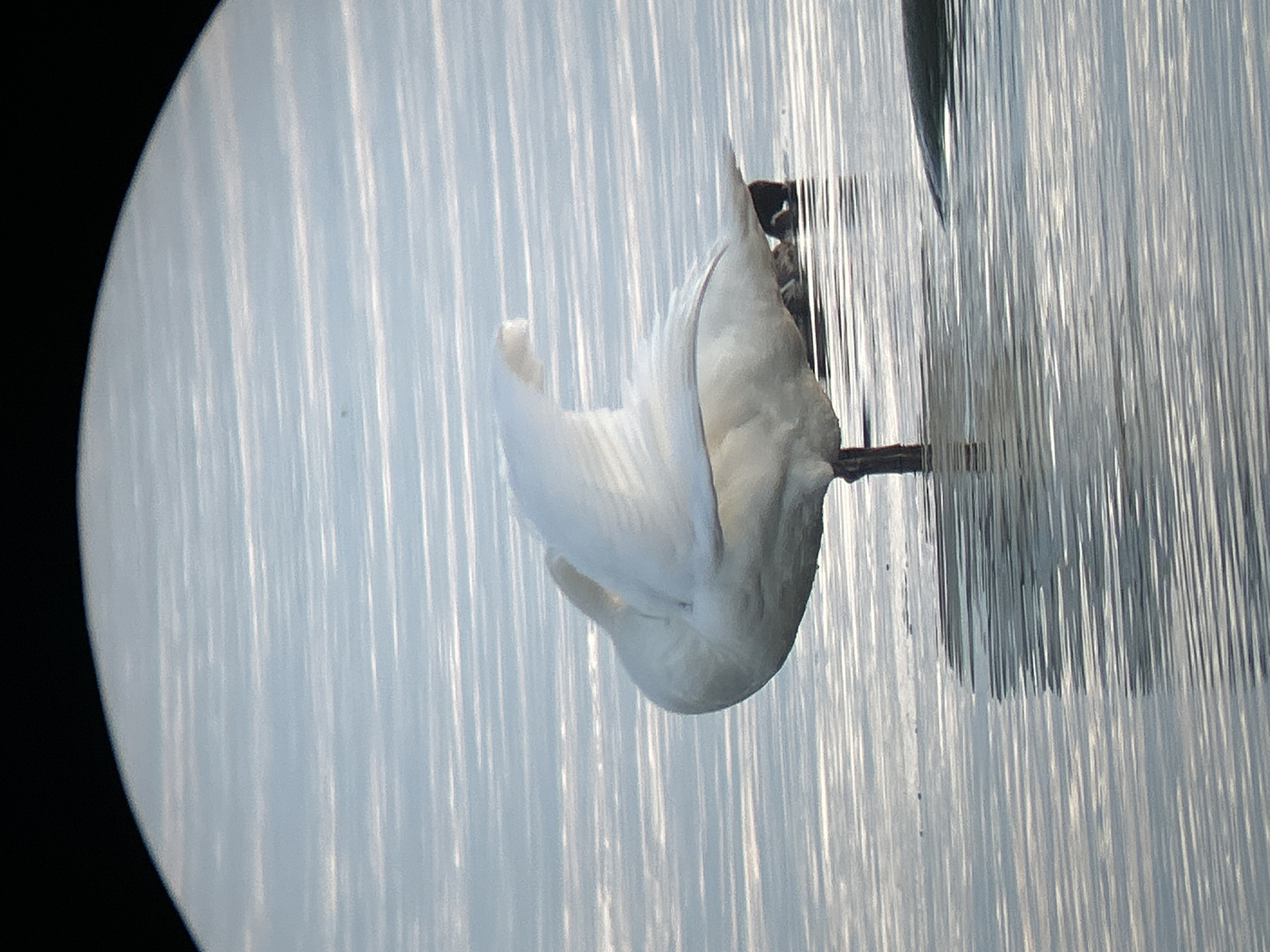 A white swan stands on one leg in calm, rippling water. Its head is tucked into its body, and its wings are partially spread, with one wing curved over its back. The water reflects the sky and the swan, creating a shimmering effect. In the background, another dark object, possibly another bird or debris, is partially submerged in the water. The scene appears to be a natural body of water, possibly a lake or the sea, in Haabneeme alevik, Estonia. The lighting suggests it is either early morning or late evening.